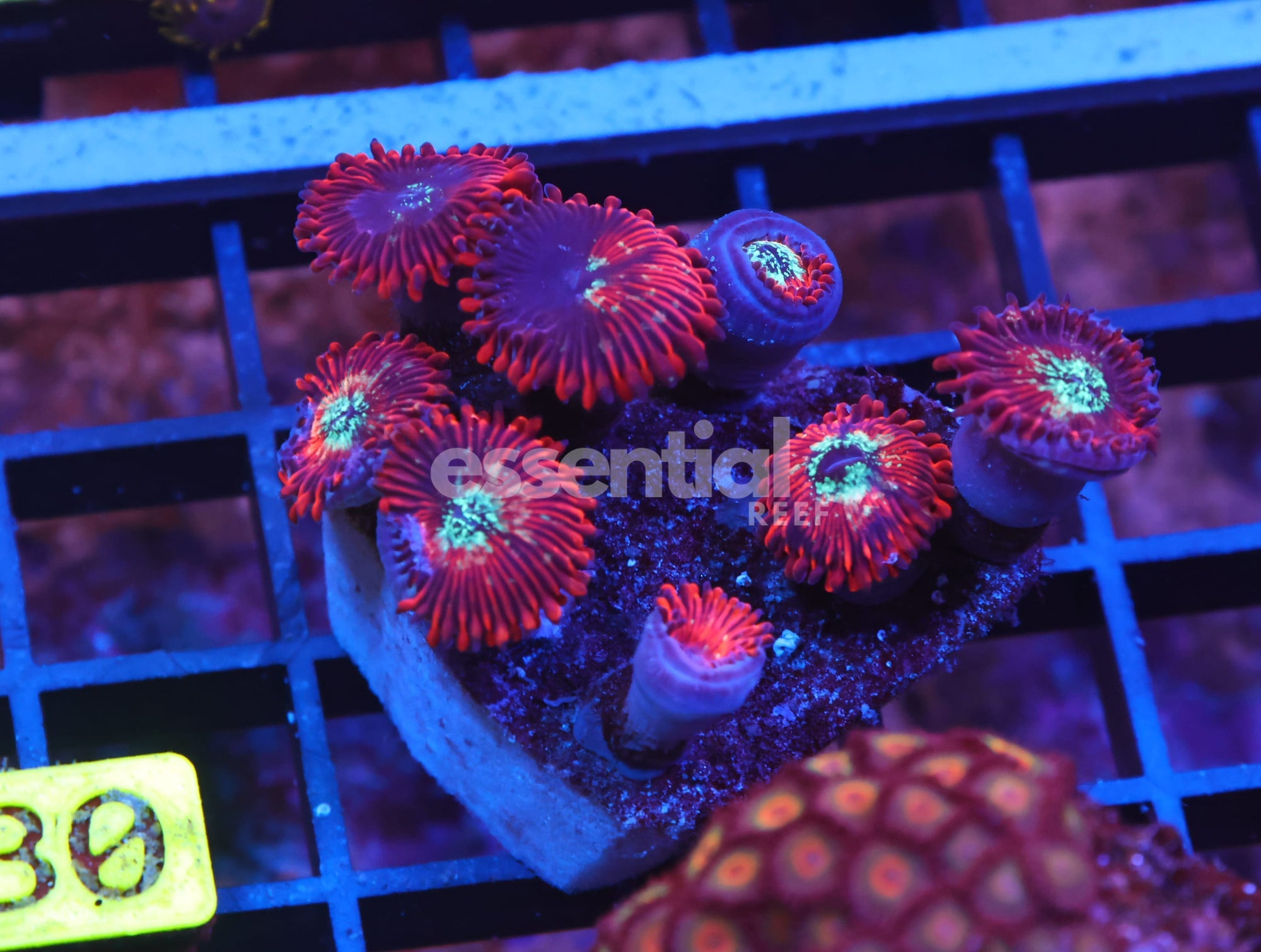 Watermarked - X30 - INDO RED MAGICIAN ZOA