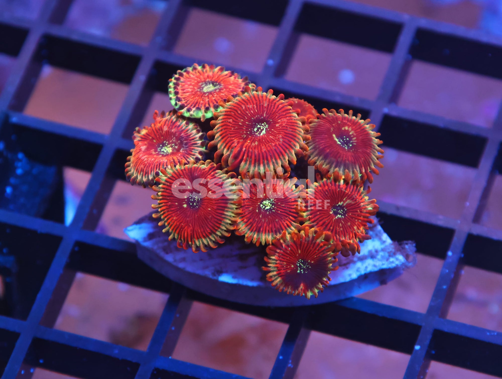 Watermarked - X31 - INDO RED MAGICIAN ZOA