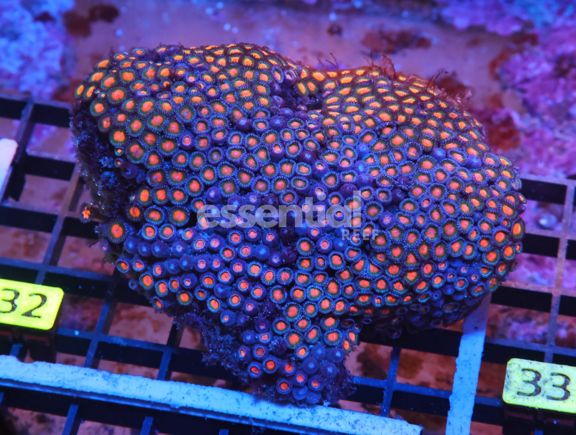 Watermarked - X32 - INDO ORANGE EYE ZOA