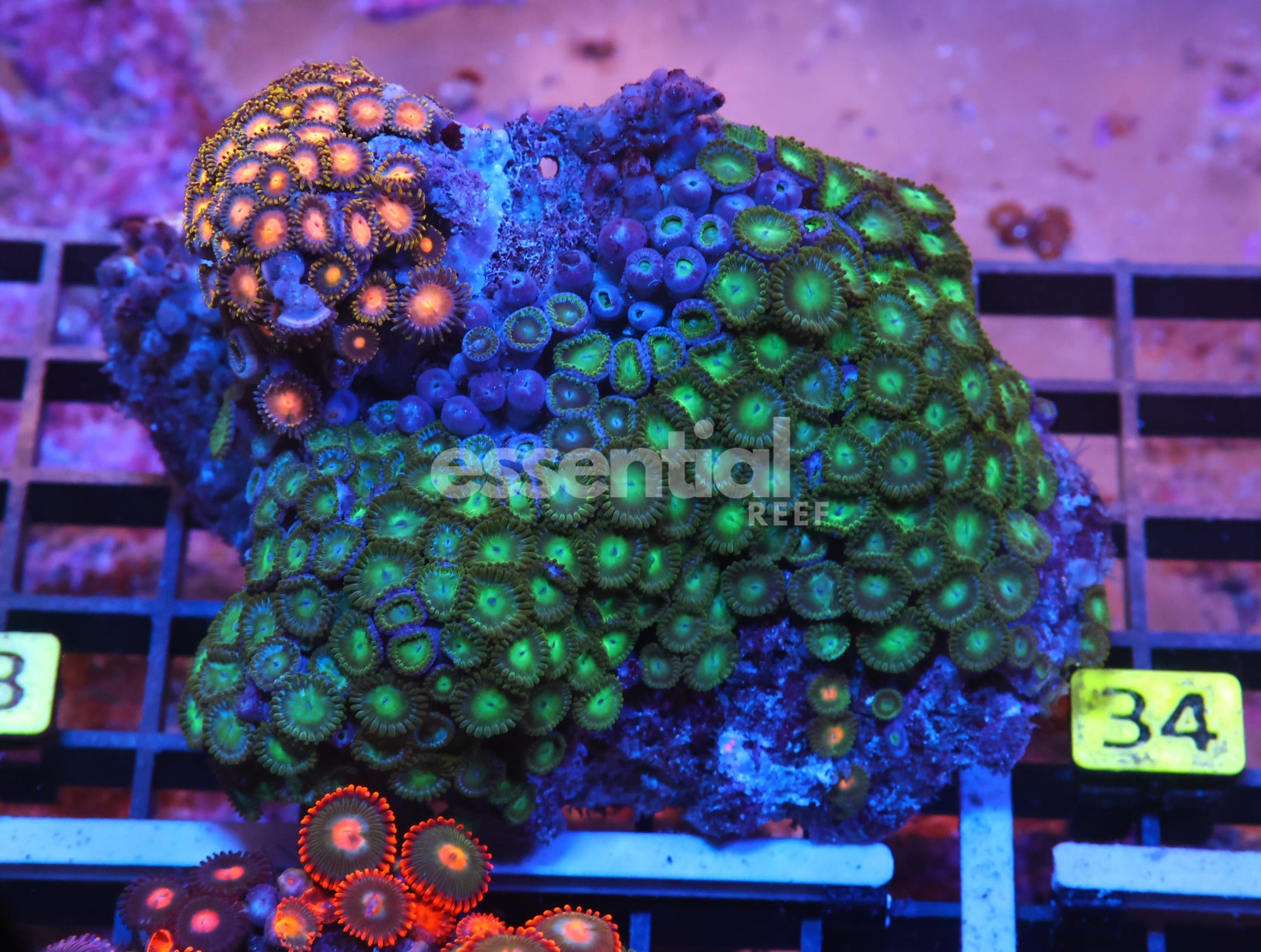 Watermarked - X33 - INDO COMBO ZOA ROCK