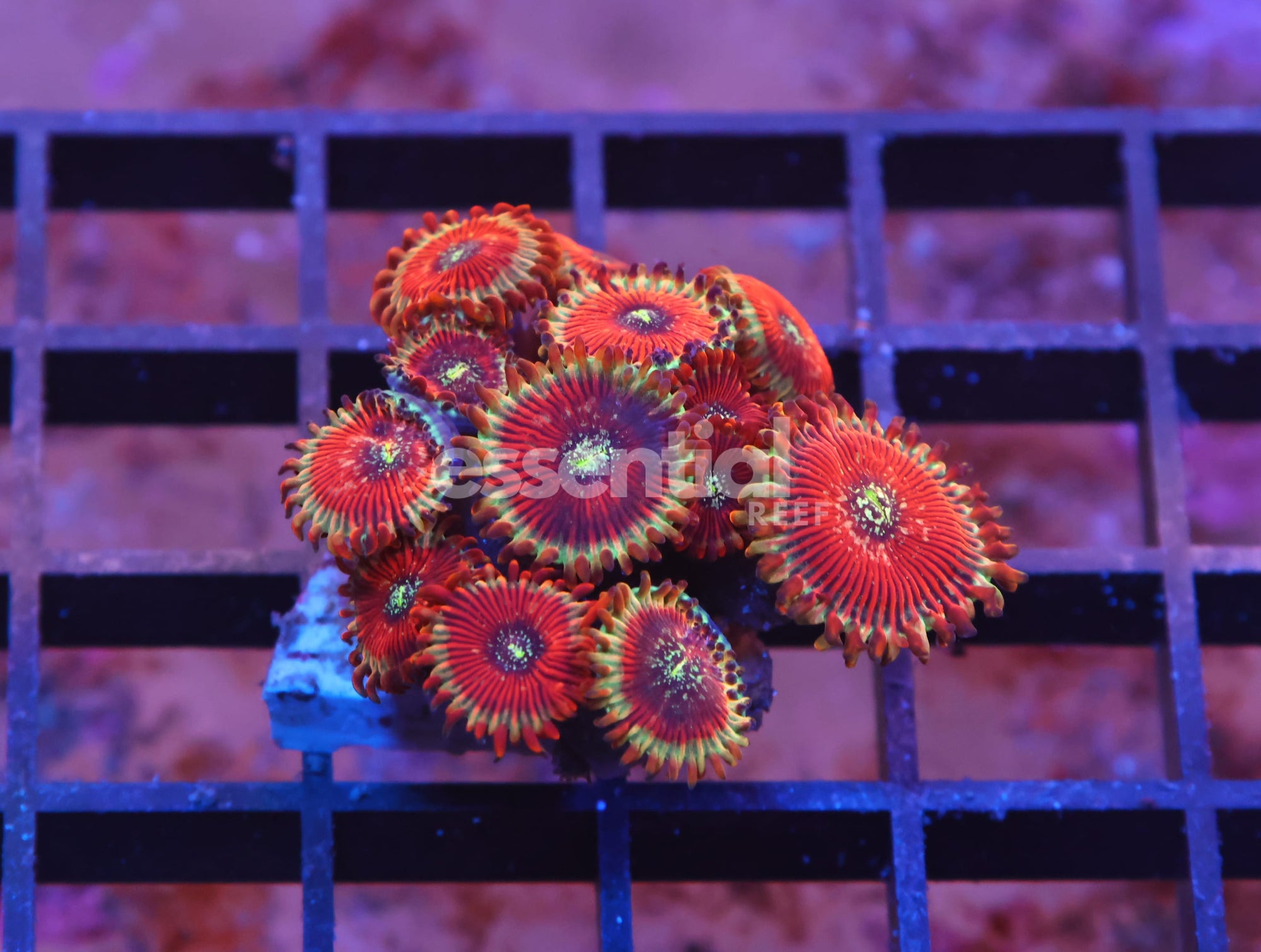 Watermarked - X34 - INDO RED MAGICIAN ZOA
