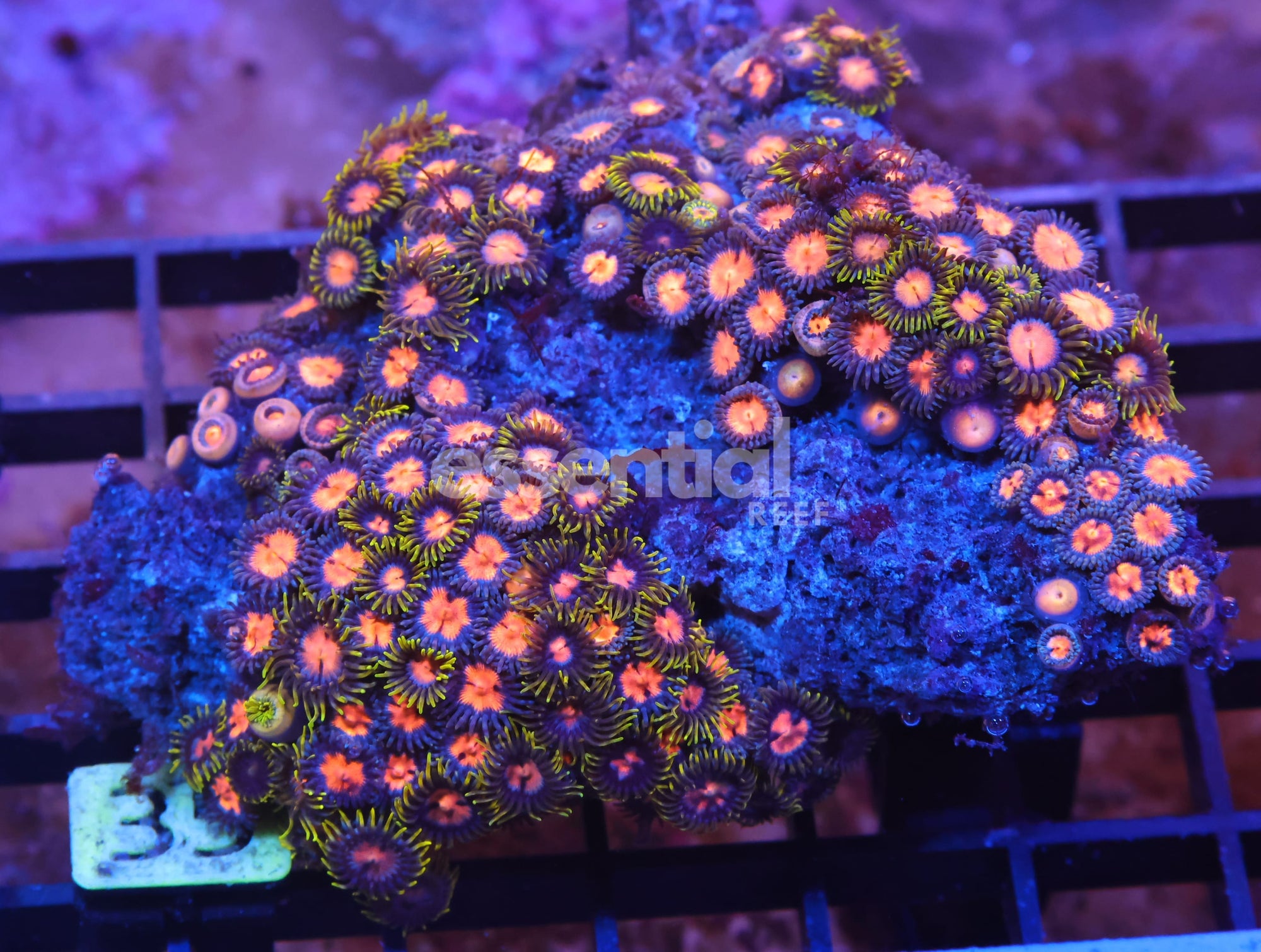 Watermarked - X35 - INDO COMBO ZOA ROCK