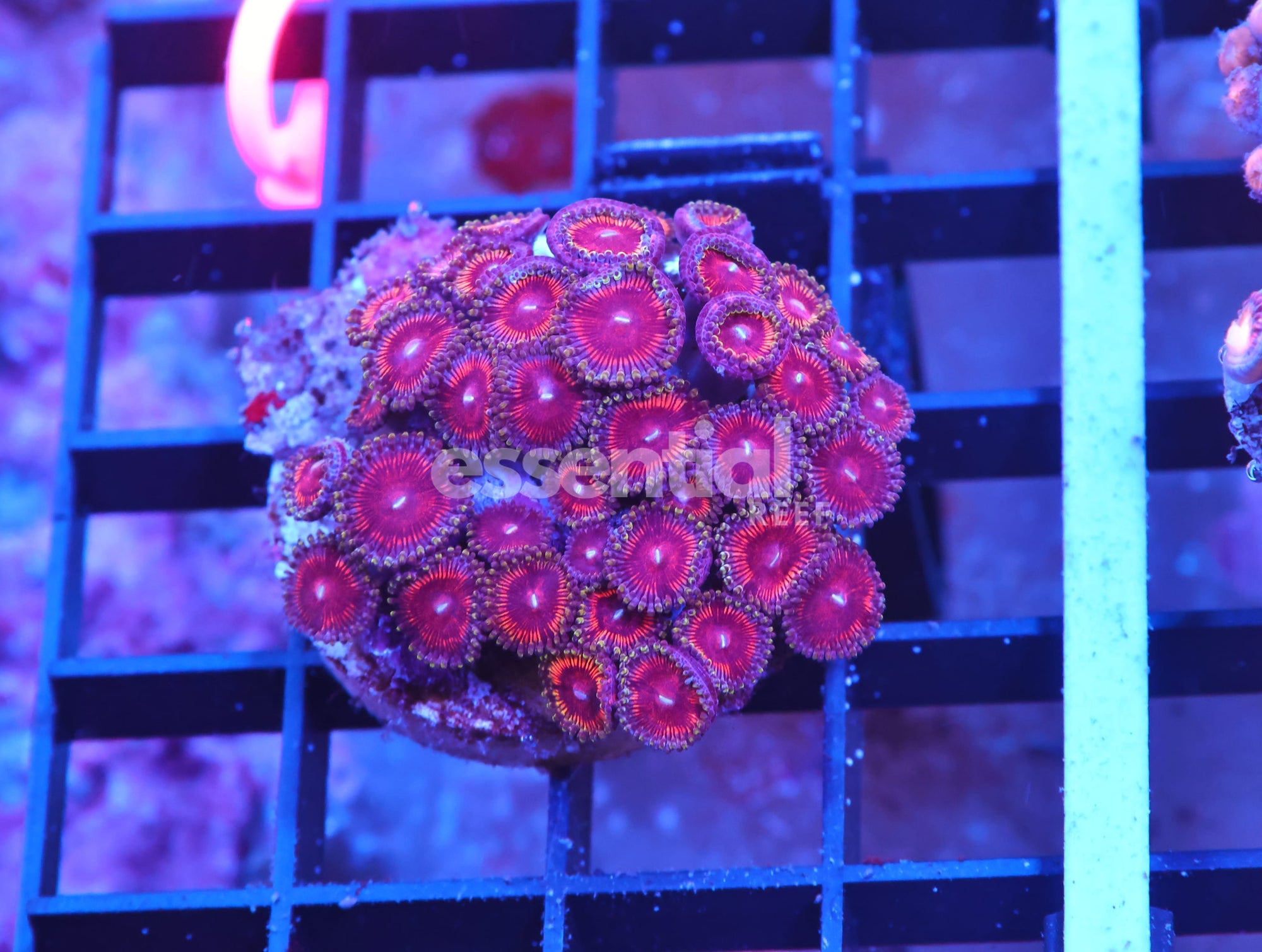 Watermarked - X36 - INDO SUPER PINK ZOA