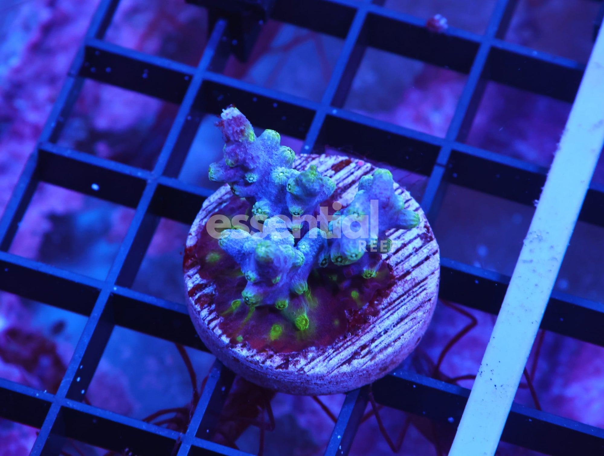 Watermarked - X37 - AUSSIE BRANCHING CYPHASTREA CULTURED