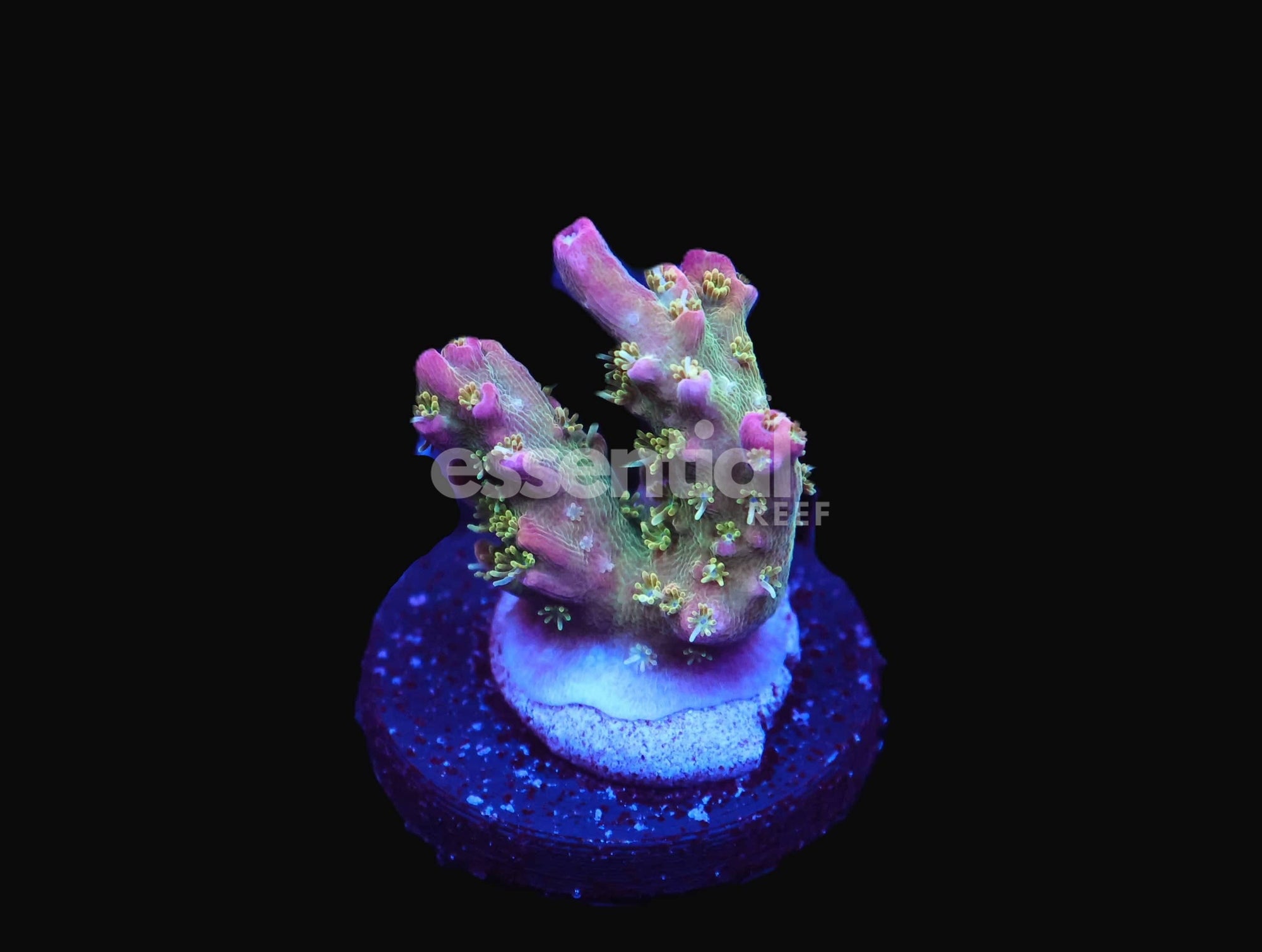 Watermarked - C222 - TSA GRAPE APE ACRO