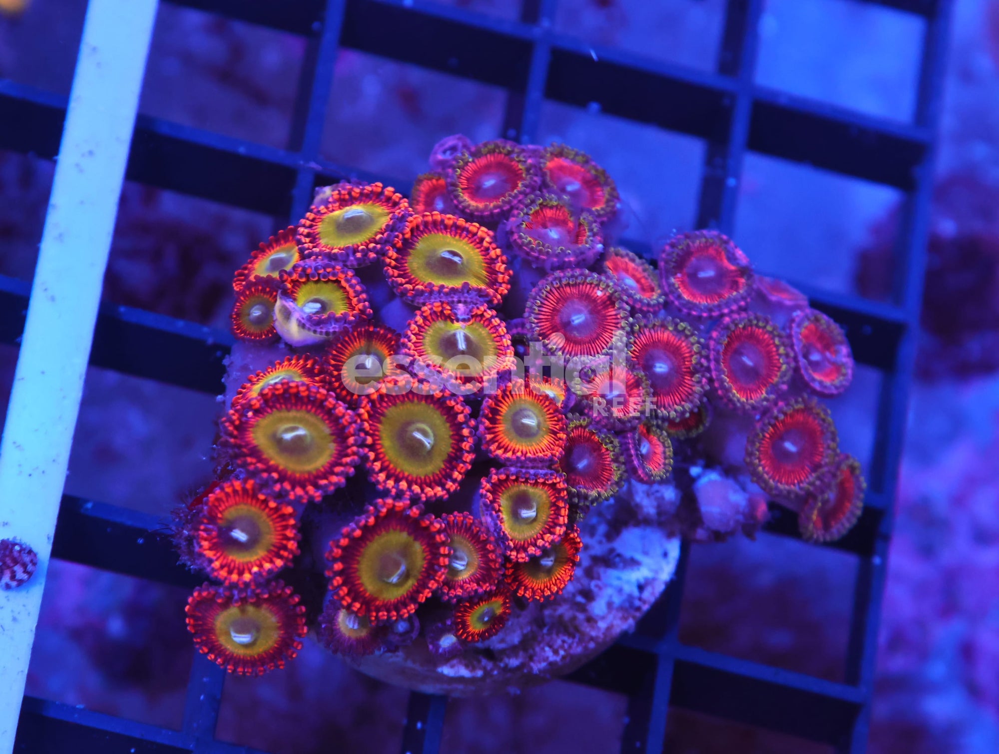 Watermarked - X39 - INDO RED CANDY APPLE ZOA
