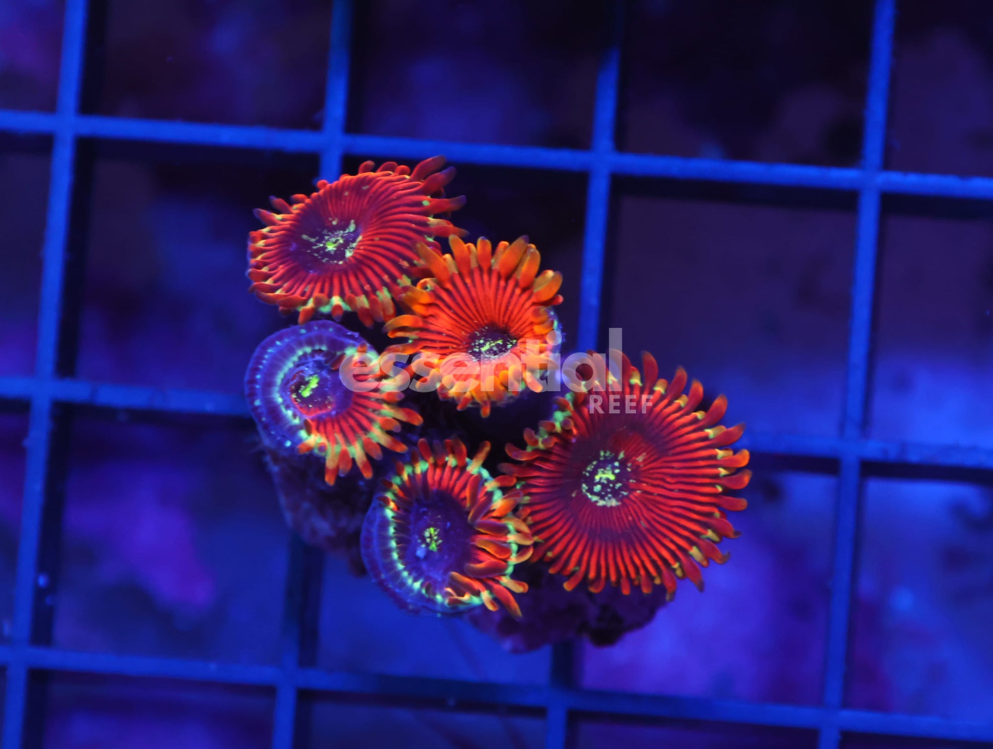 Watermarked - X42 - INDO RED MAGICIAN ZOA