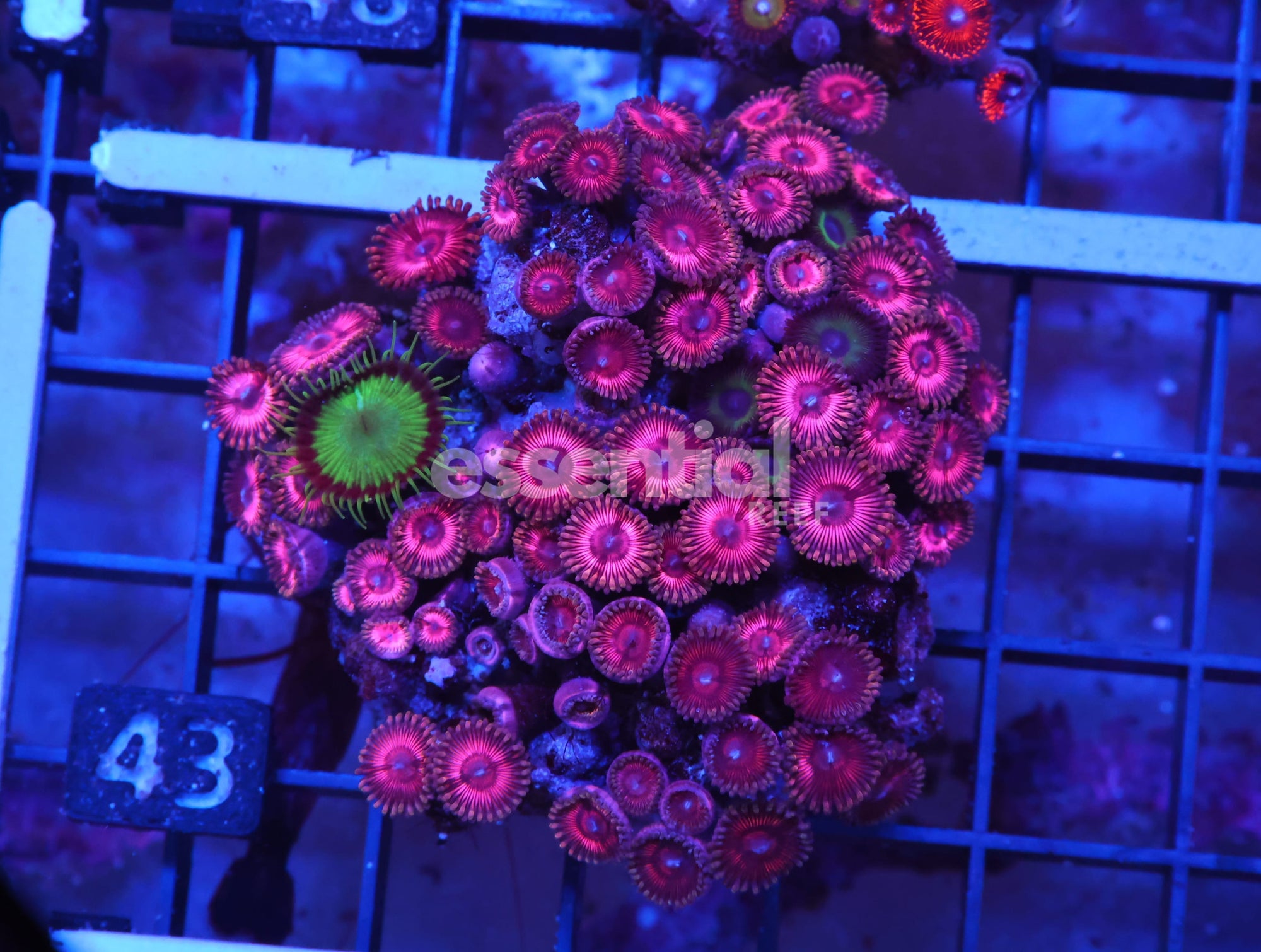 Watermarked - X43 - INDO PINK PASSION ZOA