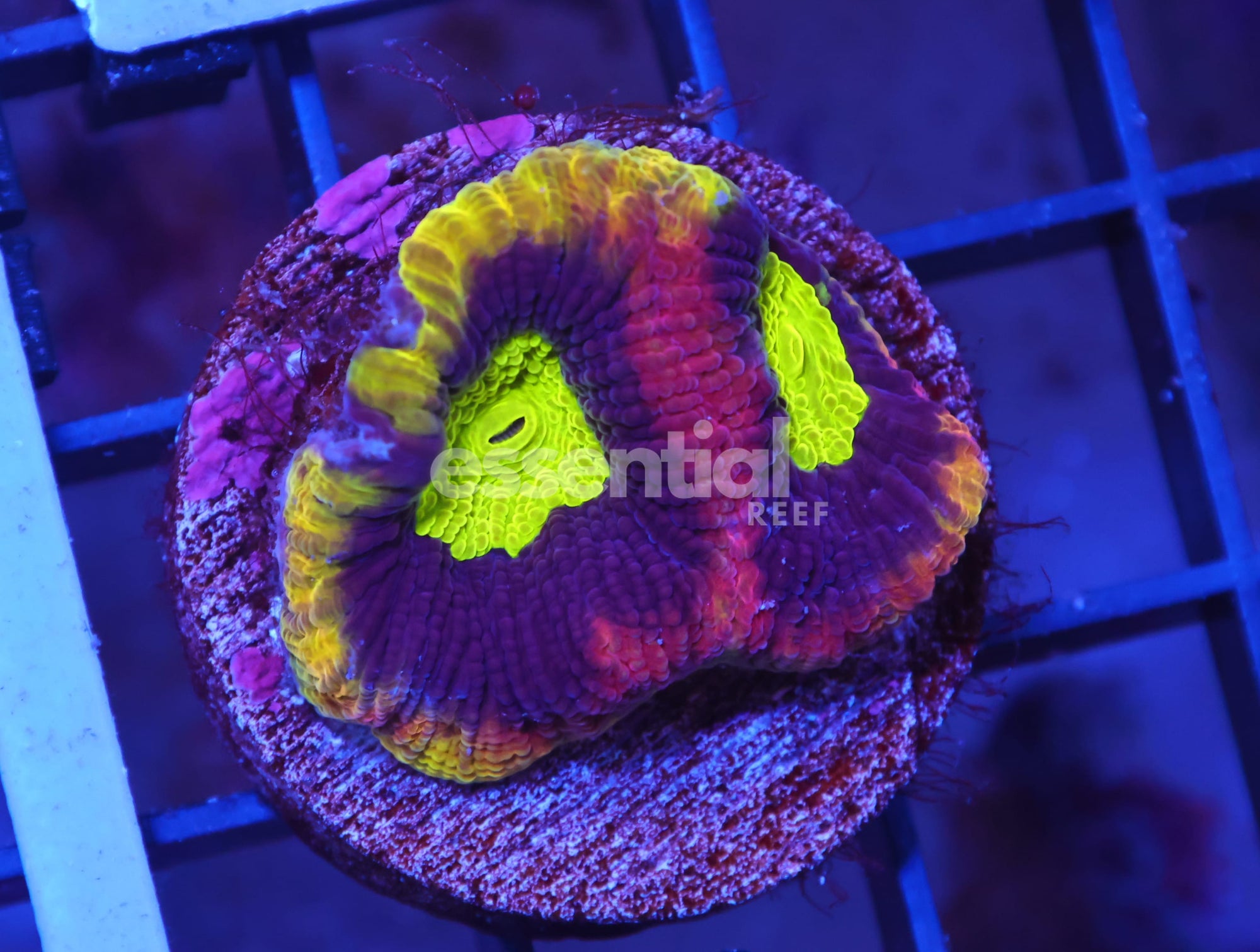 Watermarked - X44 - DRAGON SOUL FAVIA CULTURED
