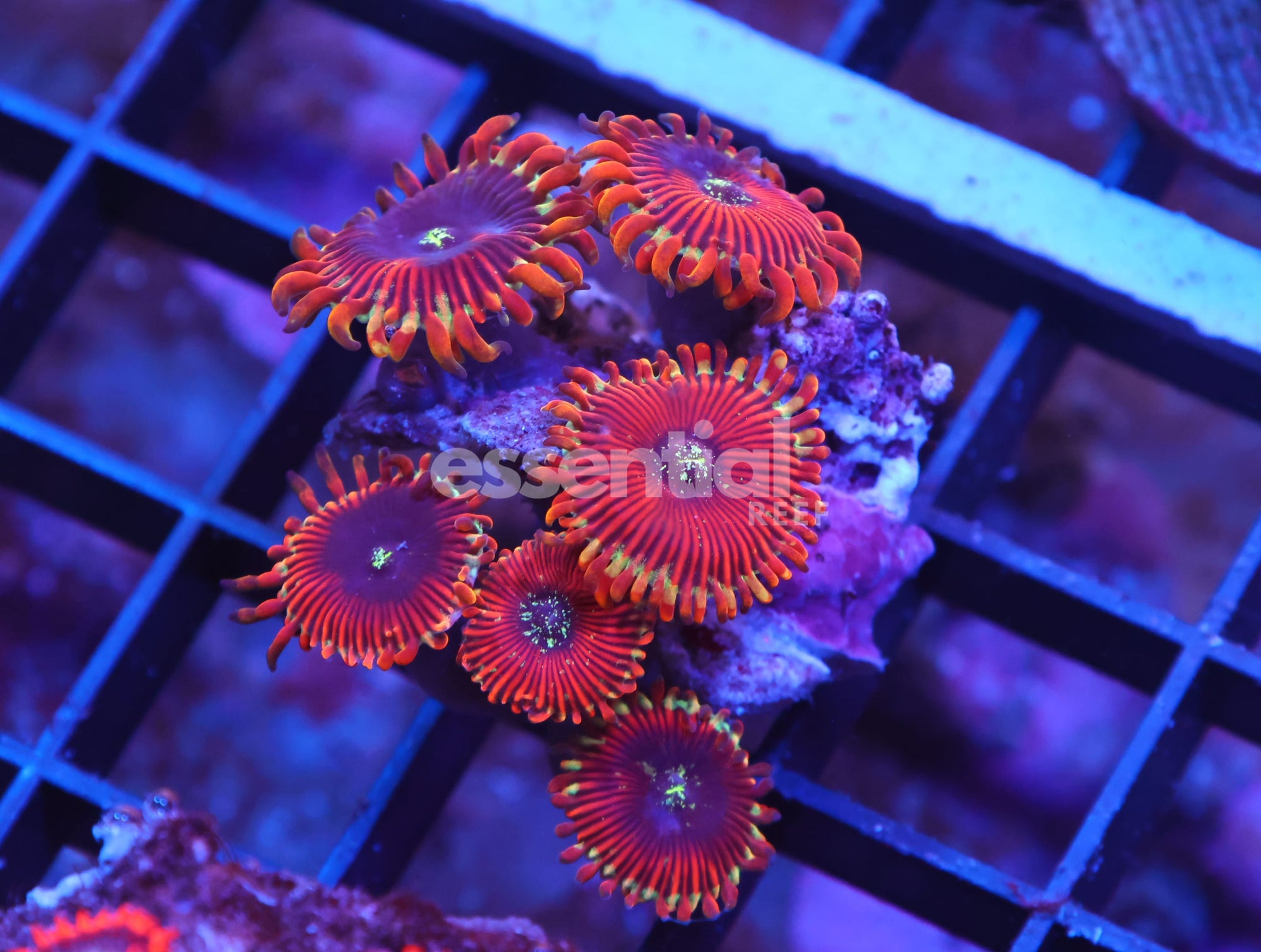 Watermarked - X46 - INDO RED MAGICIAN ZOA