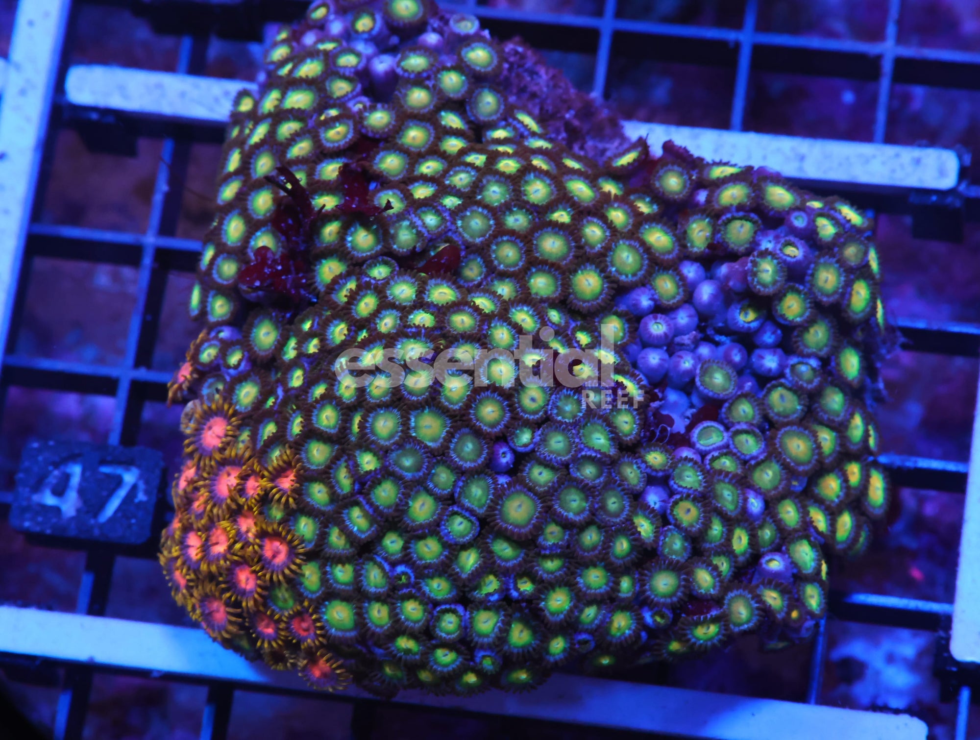 Watermarked - X47 - INDO COMBO ZOA ROCK