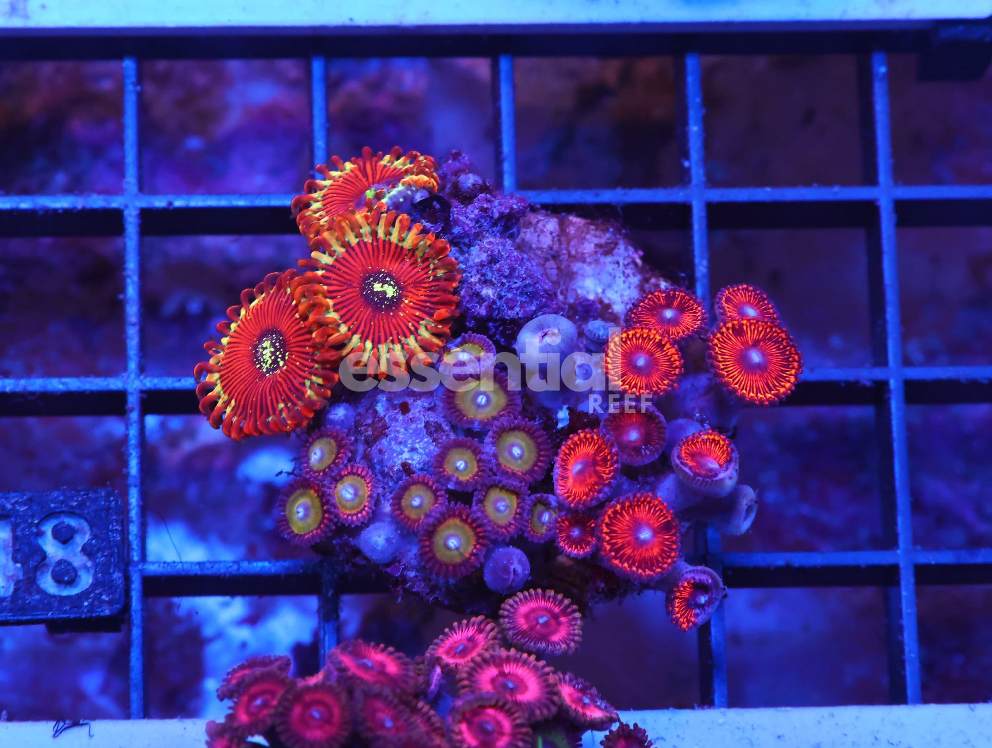 Watermarked - X48 - INDO ULTRA COMBO ZOA CULTURED