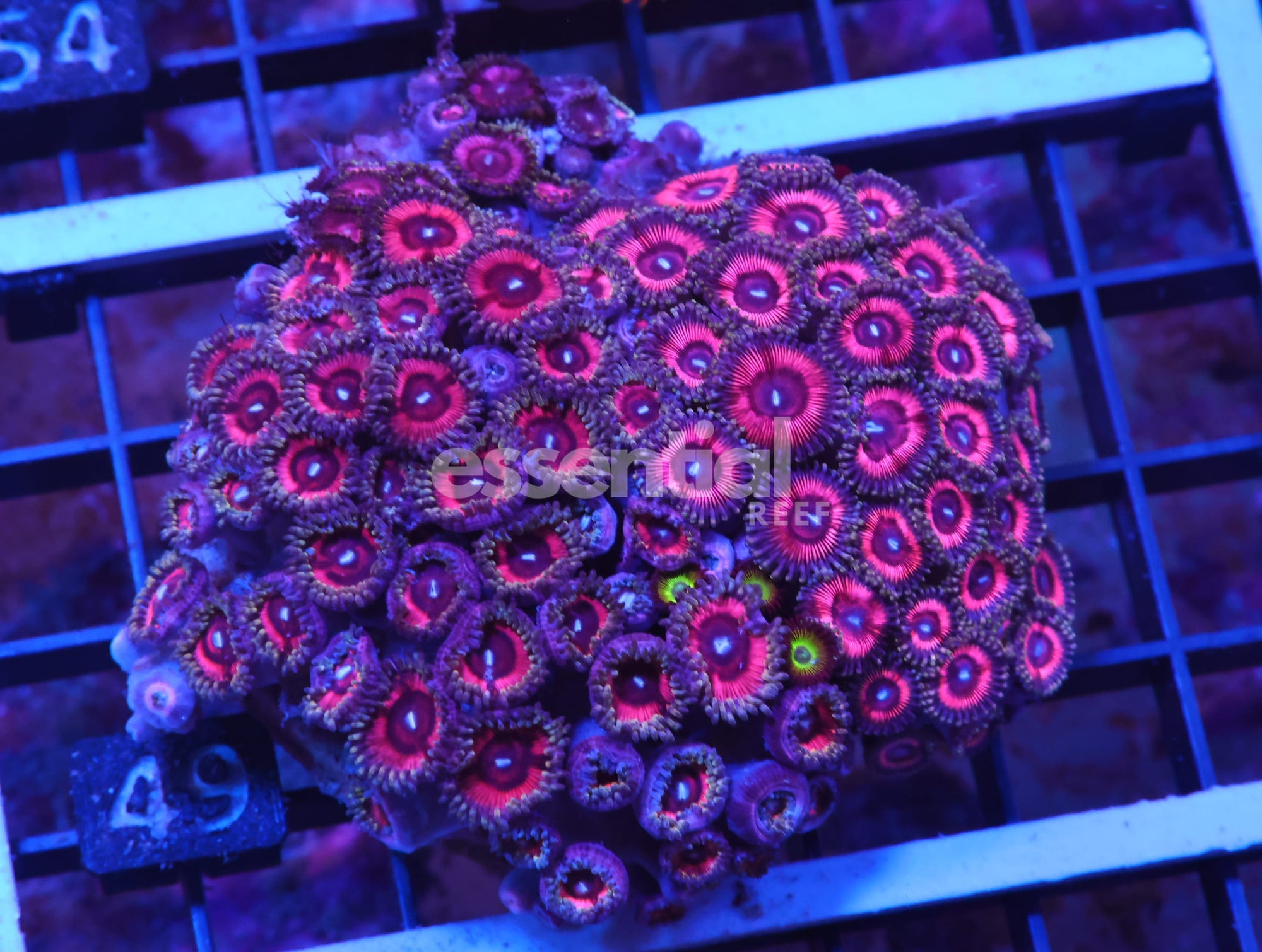 Watermarked - X49 - INDO PINK PASSION ZOA