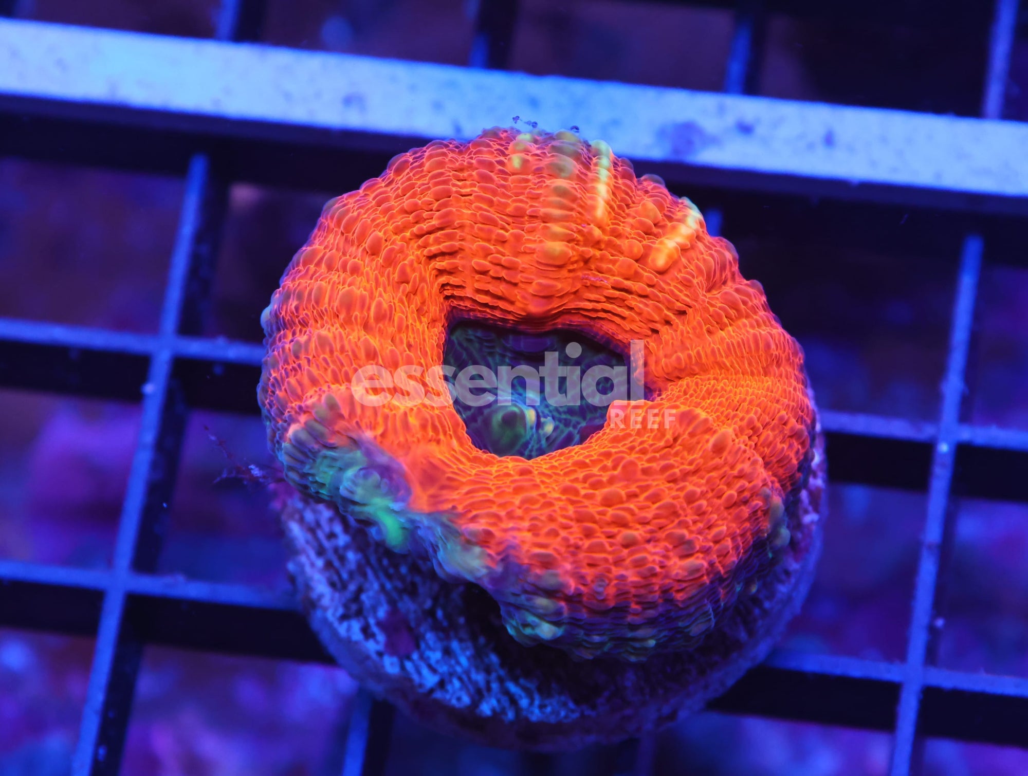 Watermarked - X52 - AUSSIE GOLD RUSH LOBO