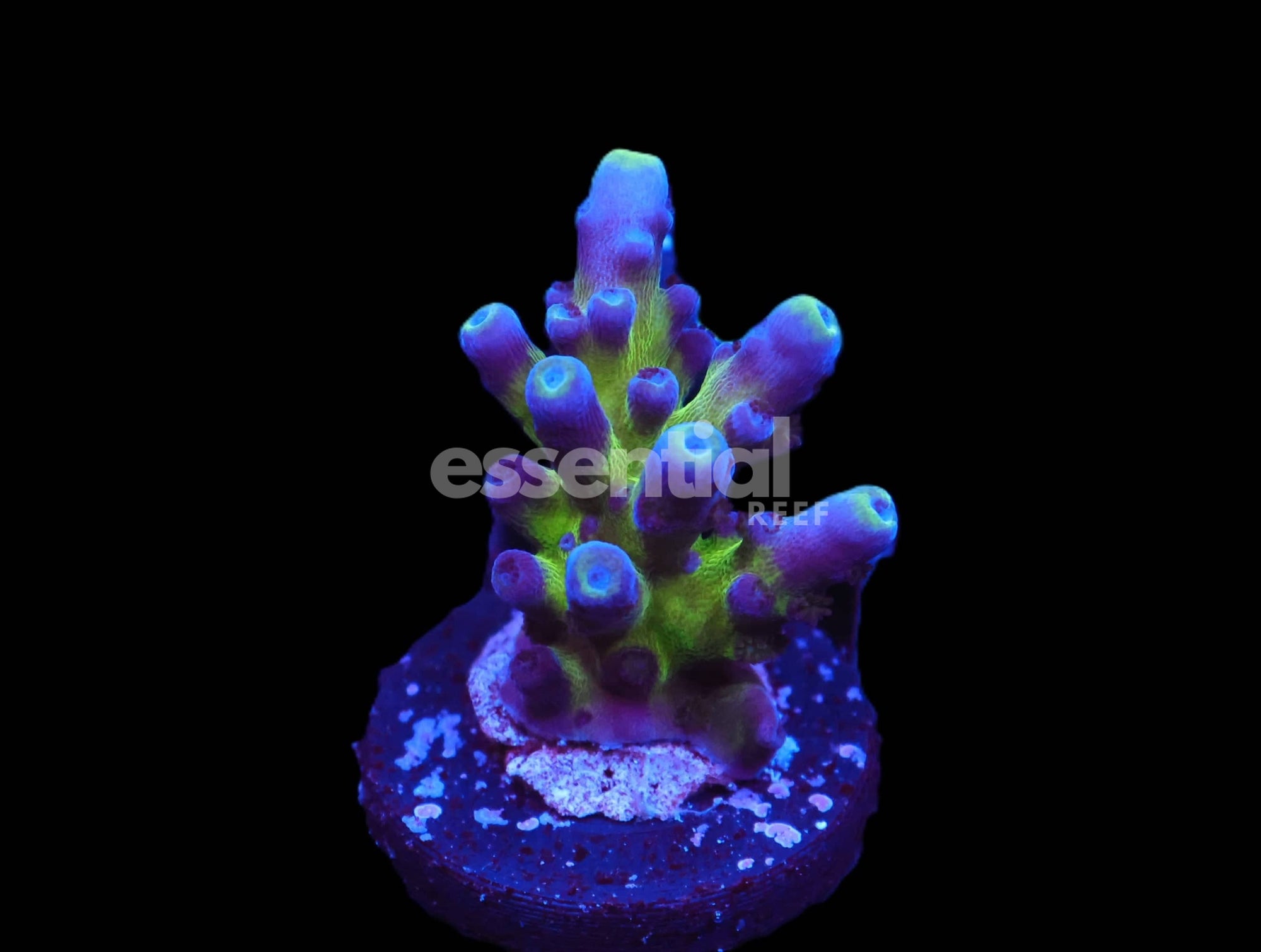 Watermarked - C223 - SDC AUS GOLD TORT ACRO