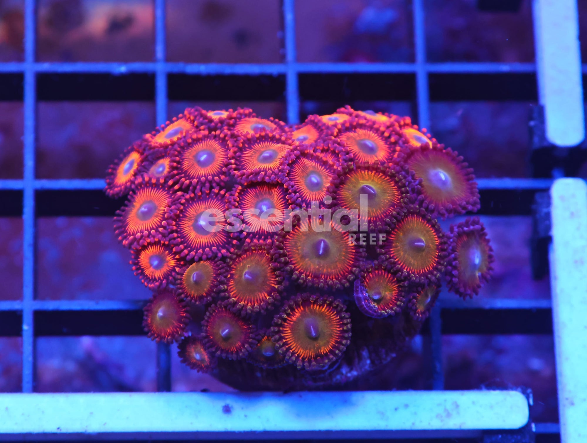 Watermarked - X53 - INDO ULTRA COMBO ZOA CULTURED