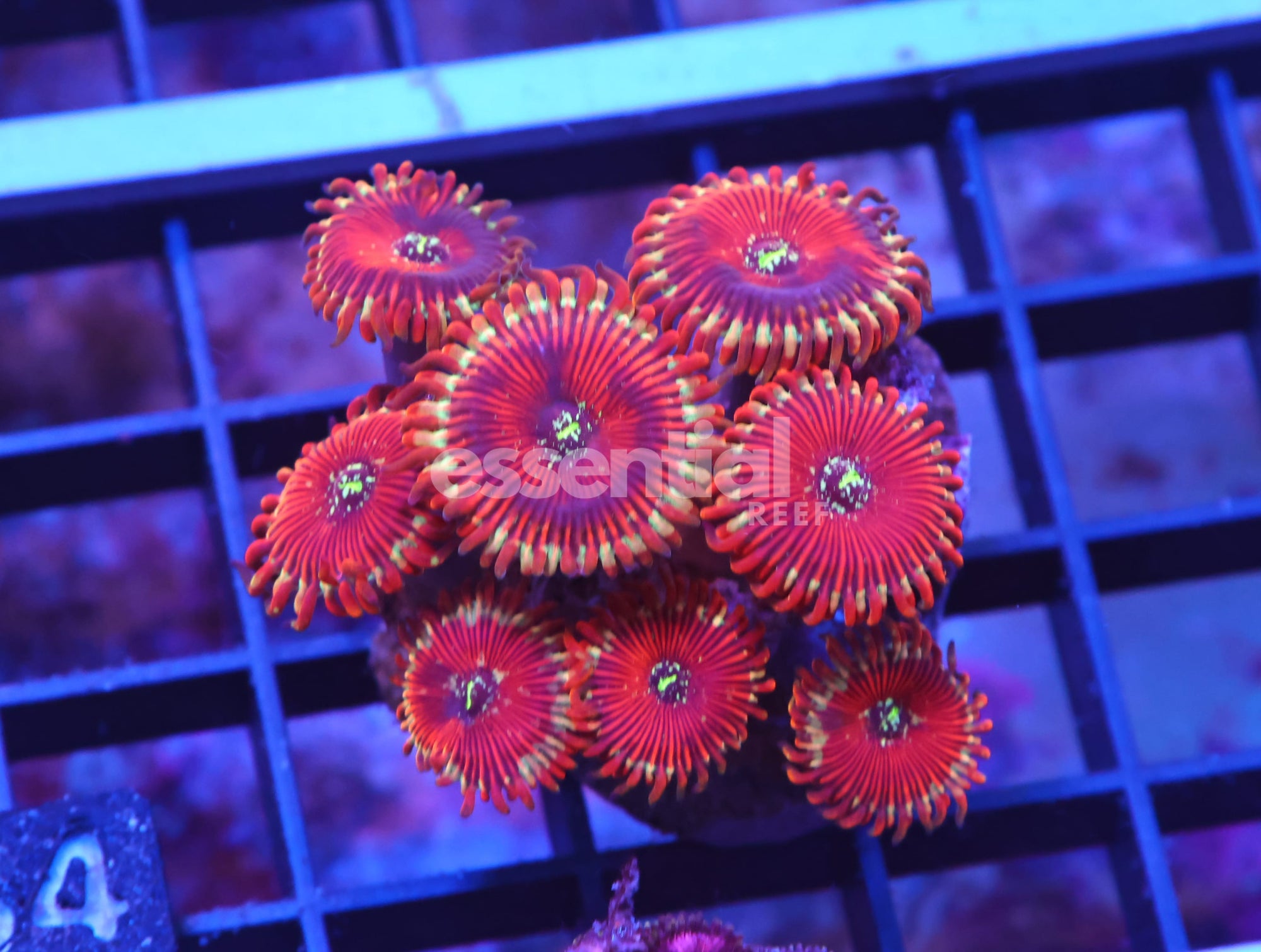Watermarked - X54 - INDO RED MAGICIAN ZOA