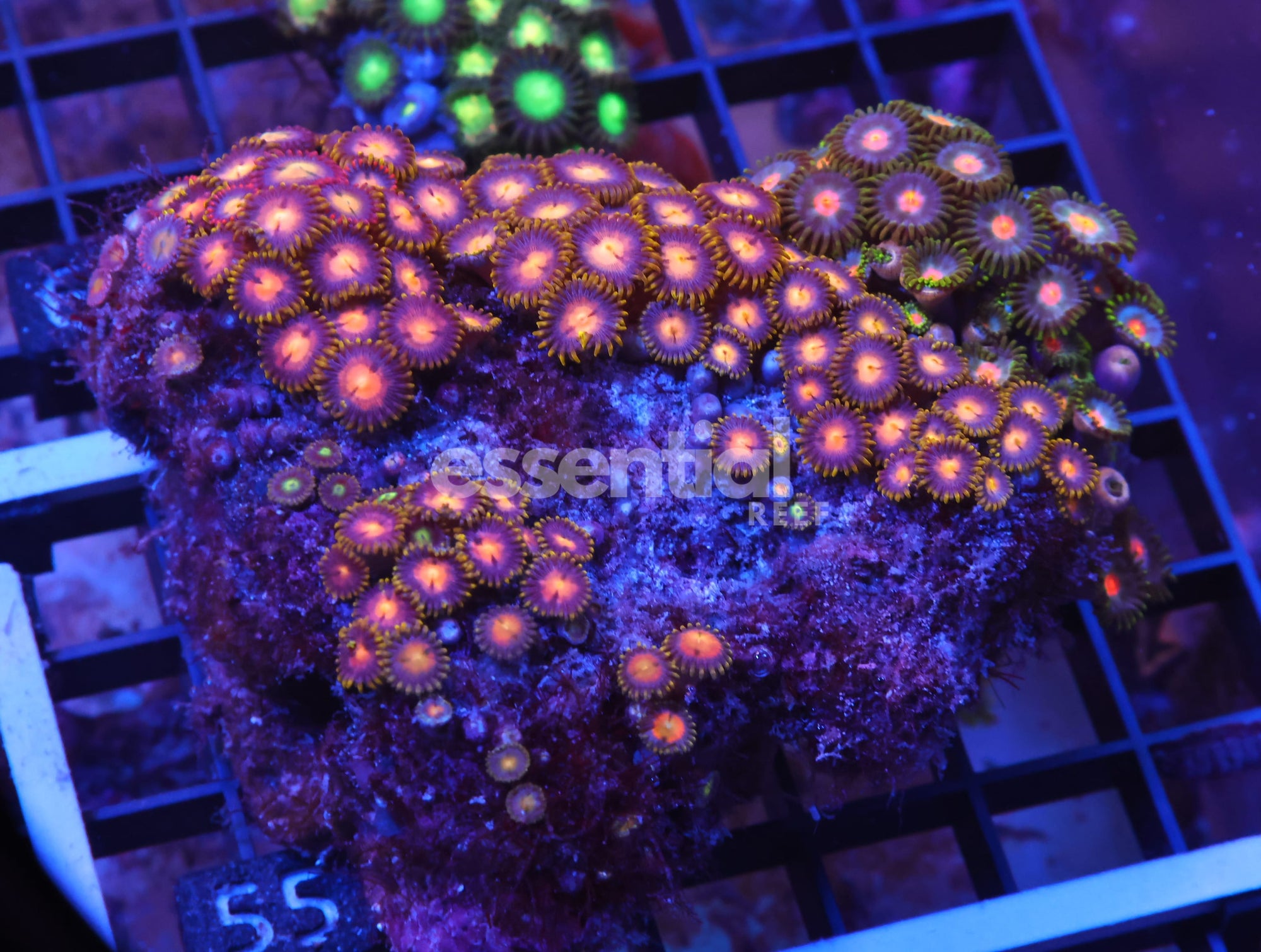 Watermarked - X55 - INDO COMBO ZOA ROCK