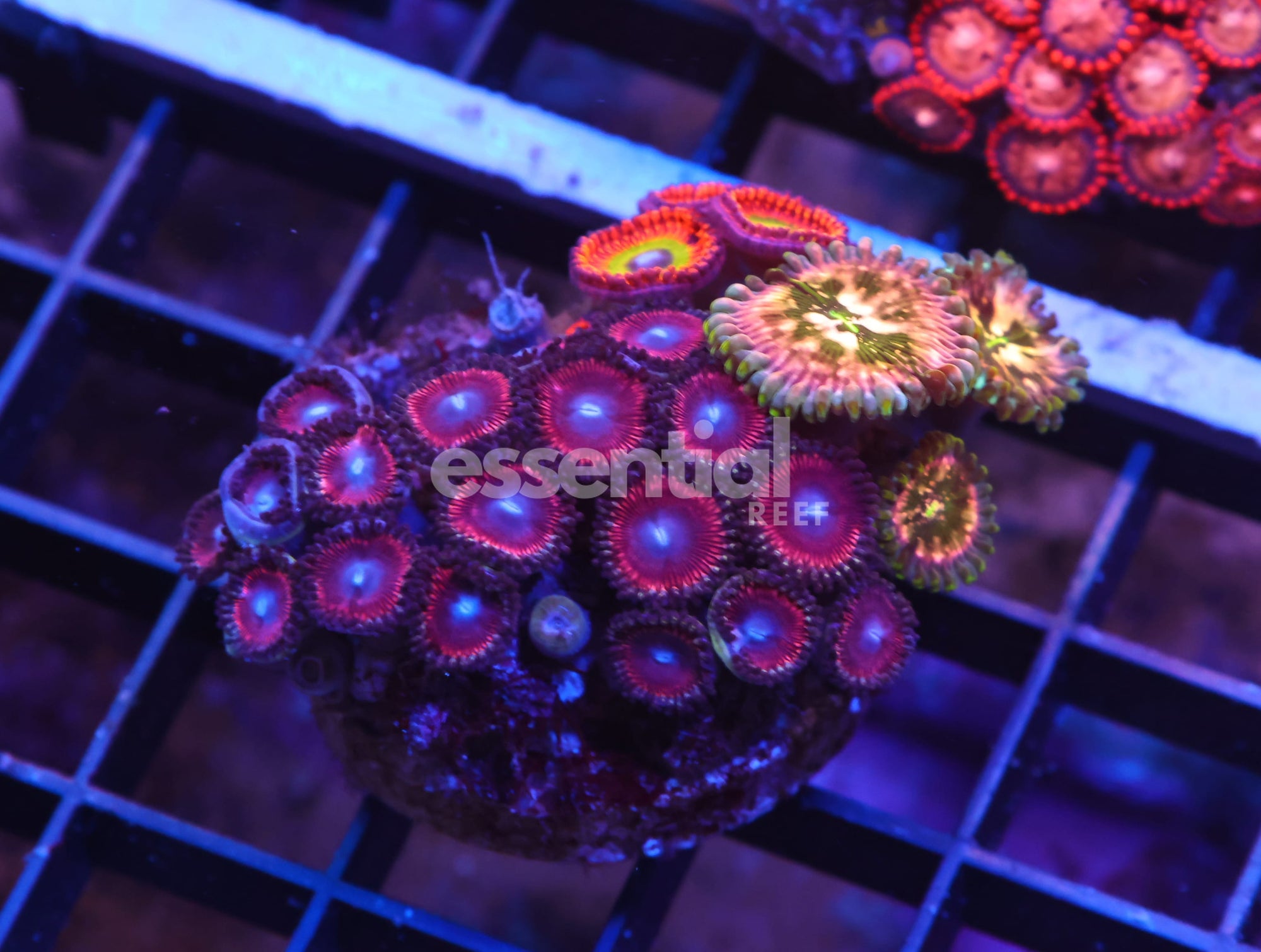 Watermarked - X56 - INDO ULTRA COMBO ZOA CULTURED