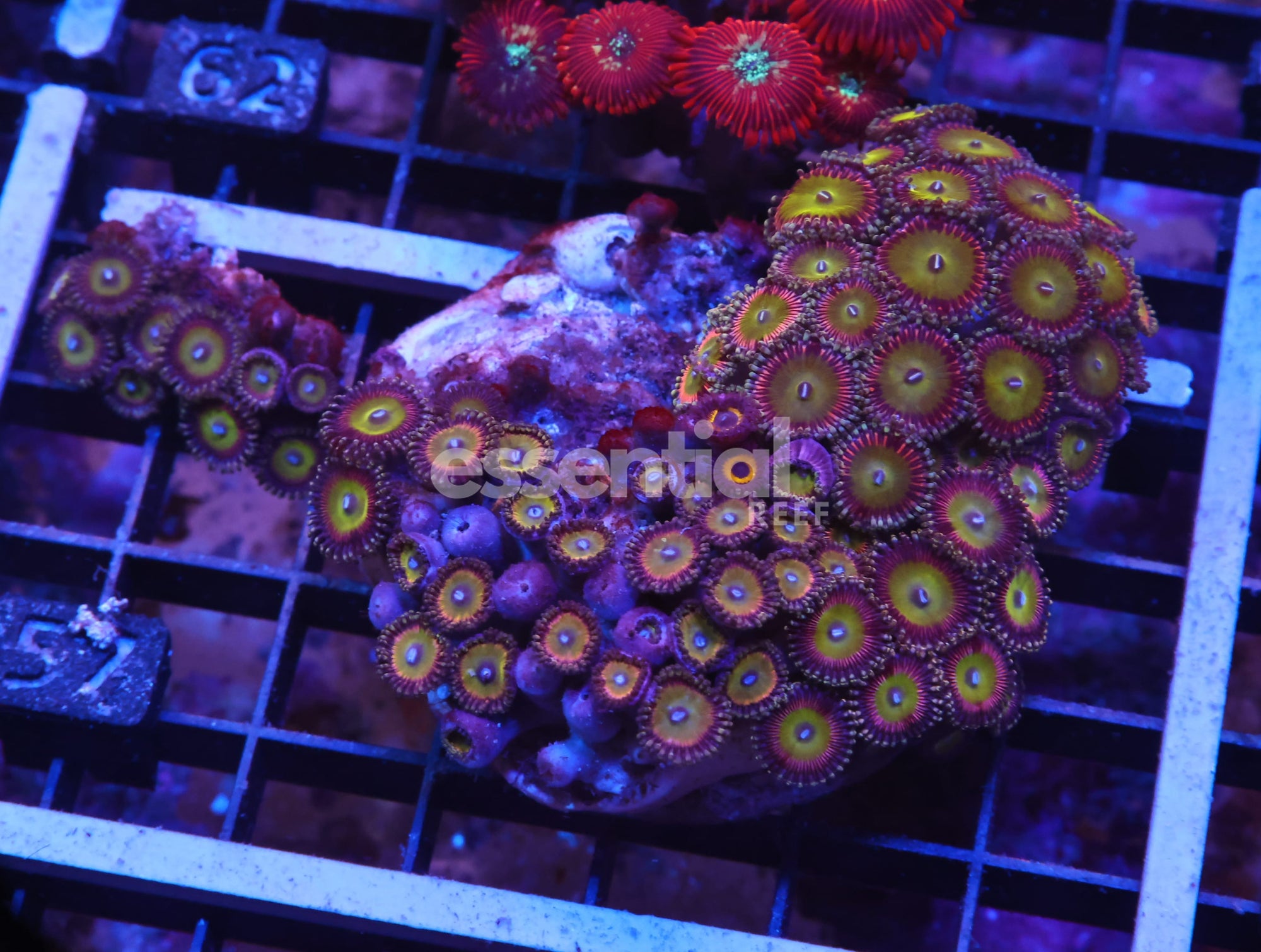 Watermarked - X57 - INDO CANDY APPLE VARIANT ZOA