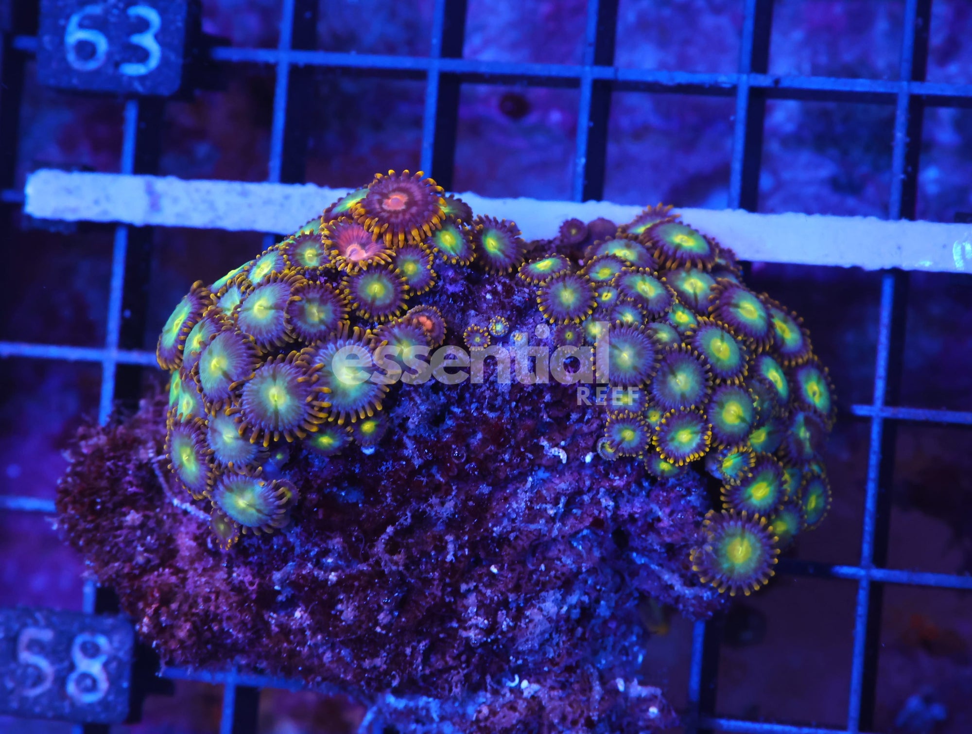 Watermarked - X58 - INDO COMBO ZOA ROCK