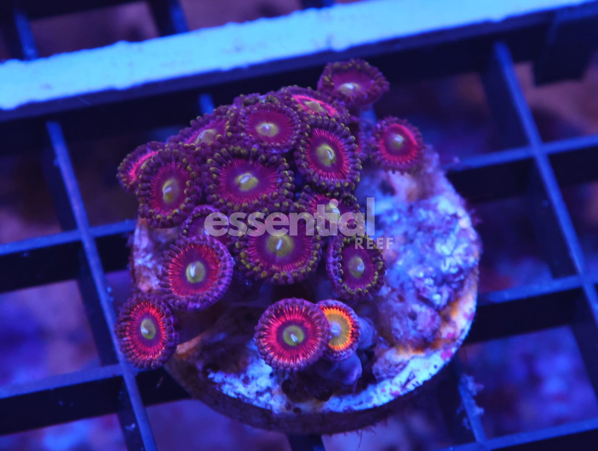 Watermarked - X59 - INDO PINK NEON EYE ZOA