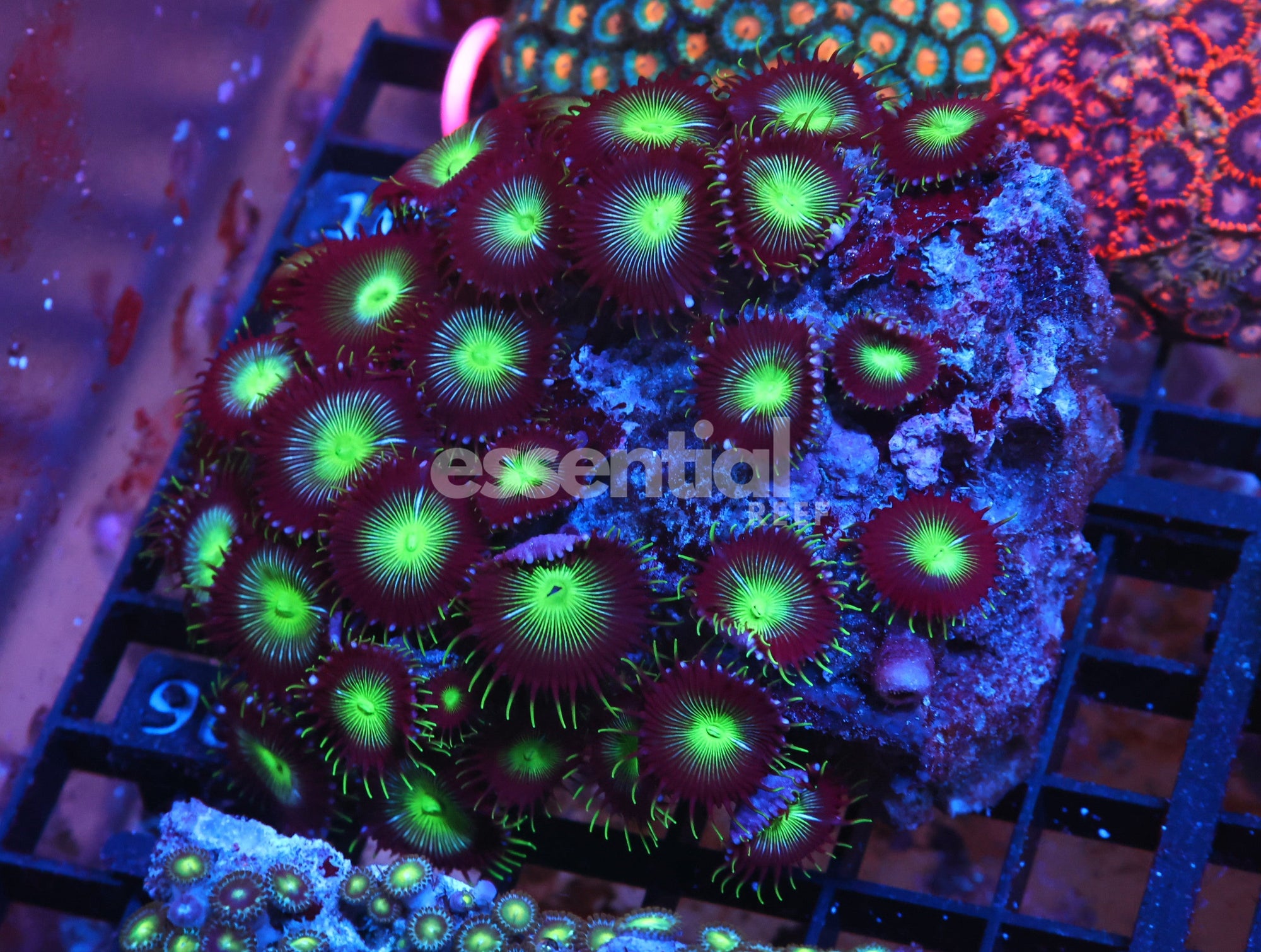Watermarked - X96 - Indo Toxic Eye Button Polyp