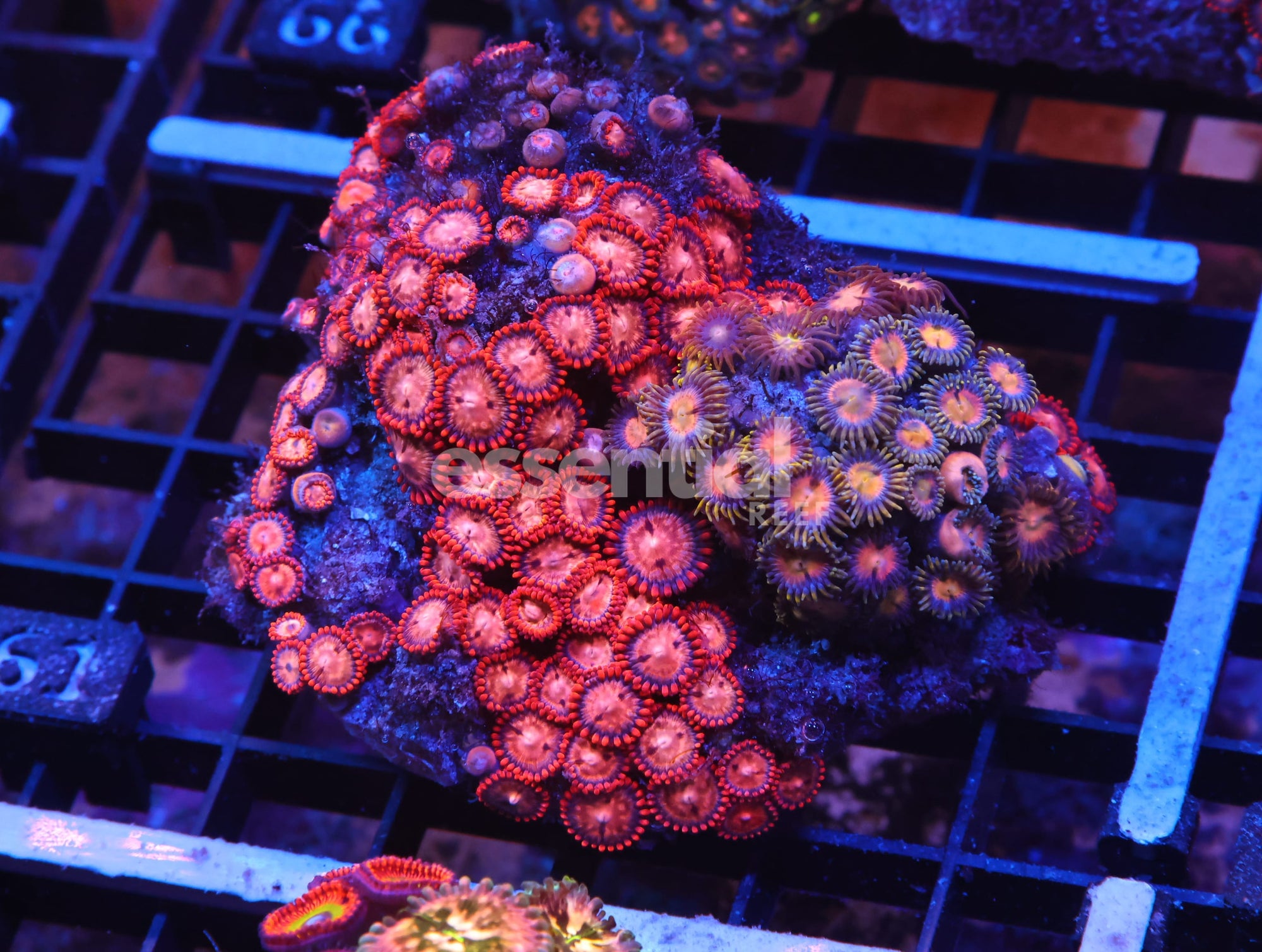 Watermarked - X61 - INDO RED SKIRT ZOA
