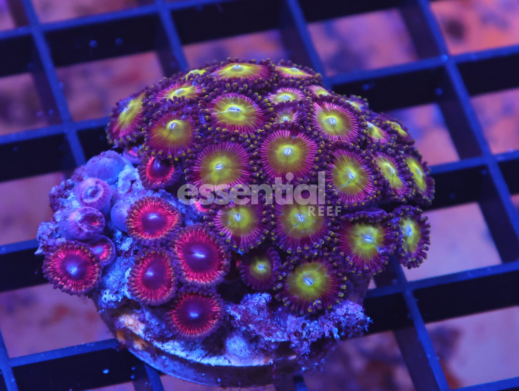 Watermarked - X65 - INDO COMBO ZOA ROCK