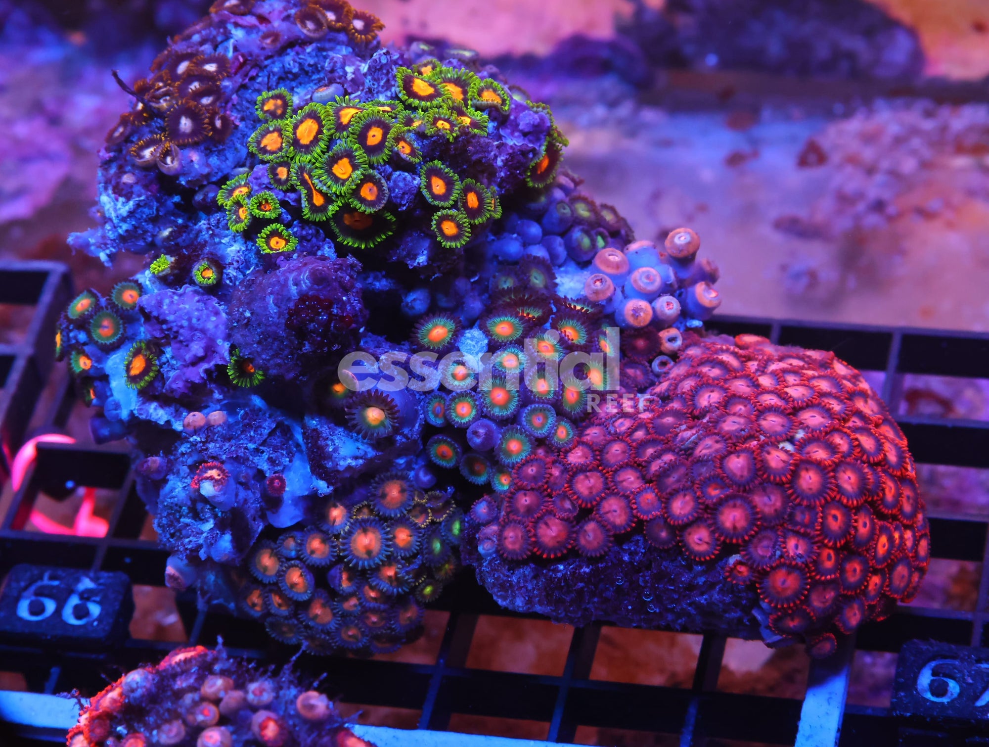 Watermarked - X66 - INDO COMBO ZOA ROCK