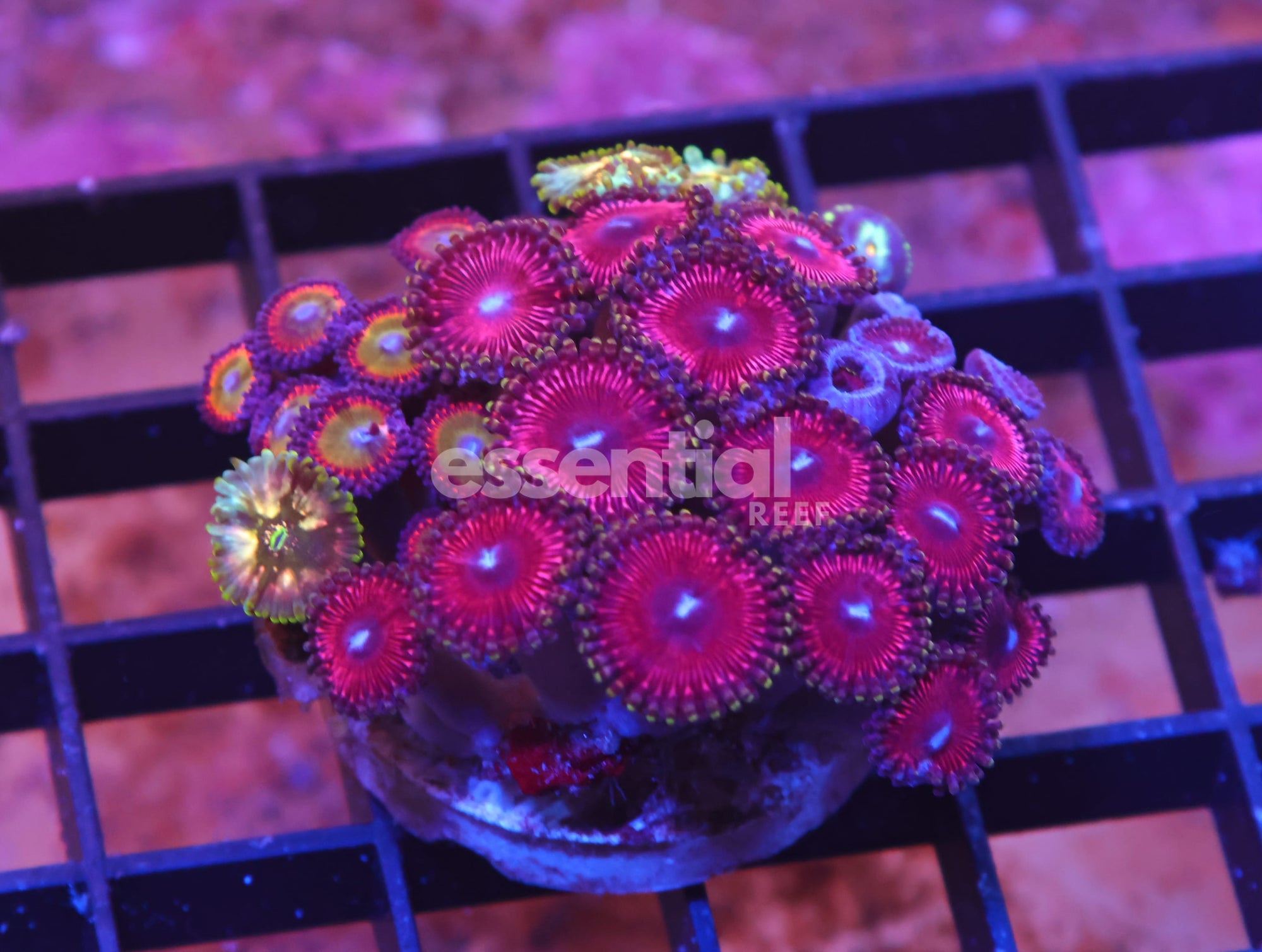 Watermarked - X69 - INDO ULTRA COMBO ZOA CULTURED