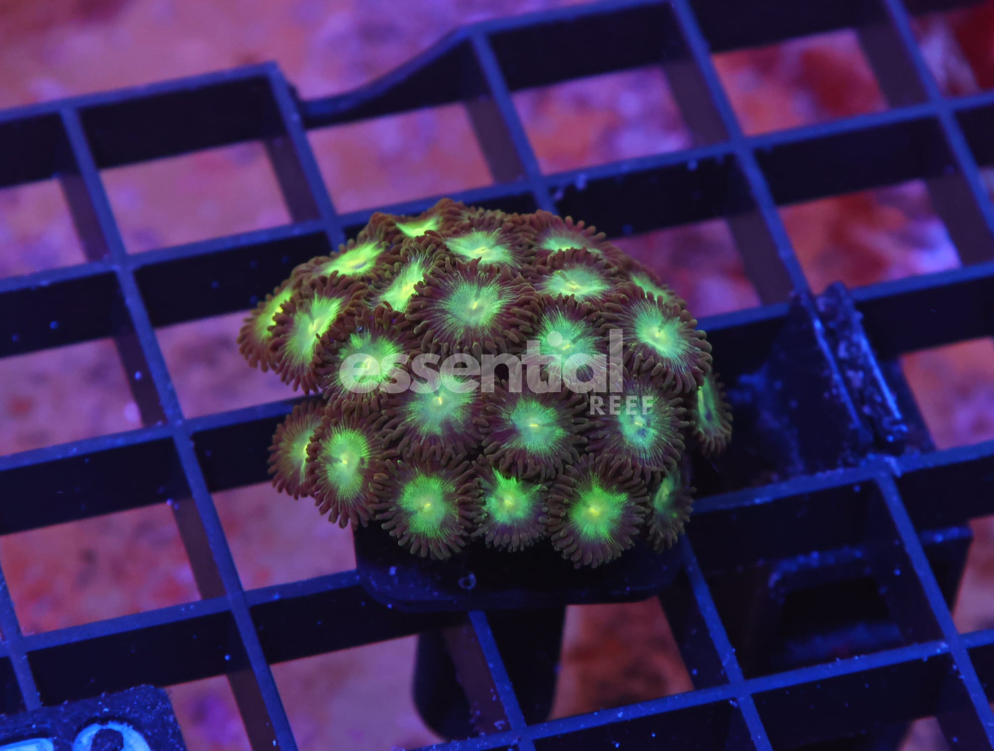 Watermarked - X70 - INDO APPLE EYE ZOA