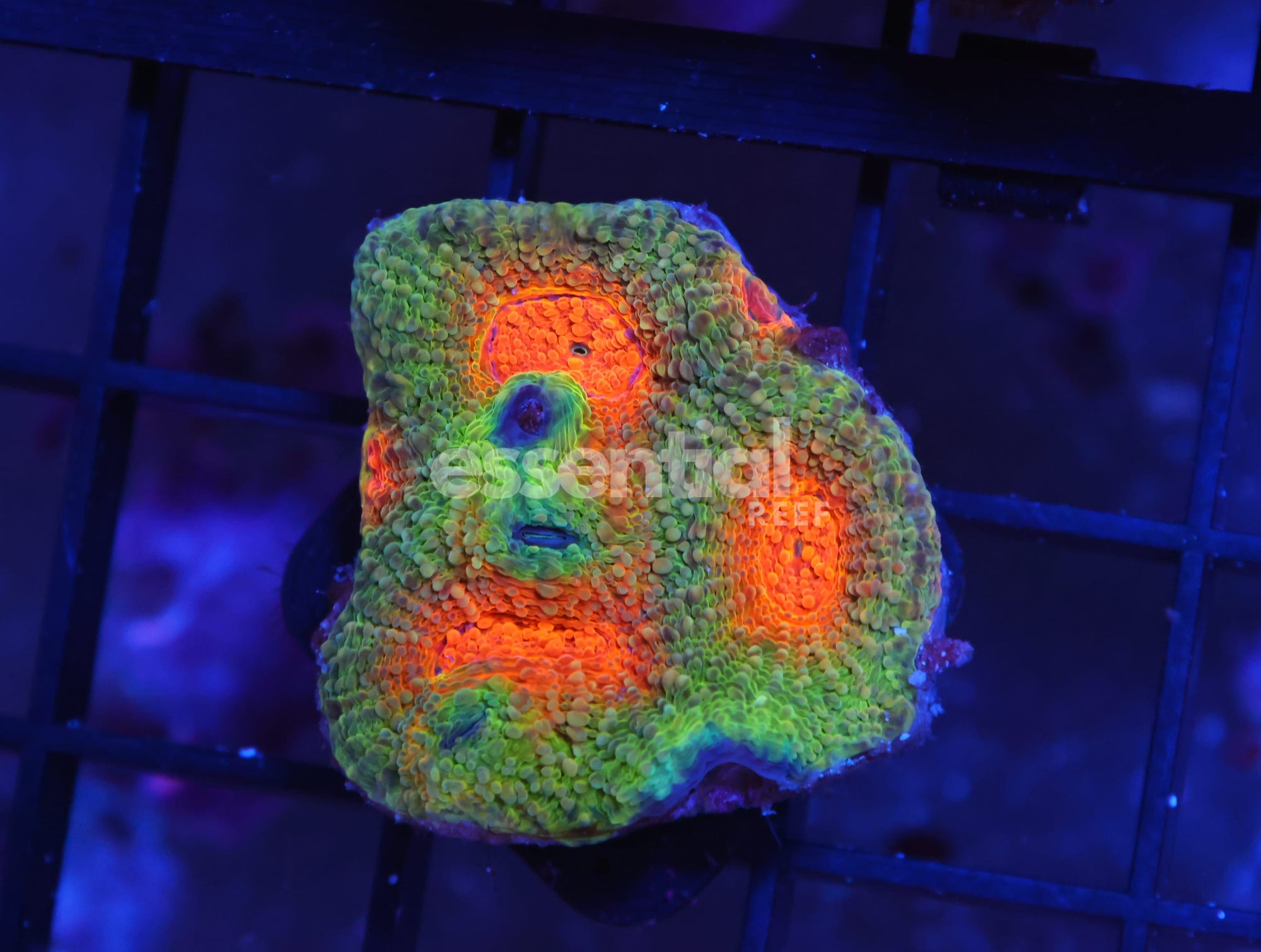 Watermarked - X72 - ORANGE EYE ACAN ECHINATA CULTURED