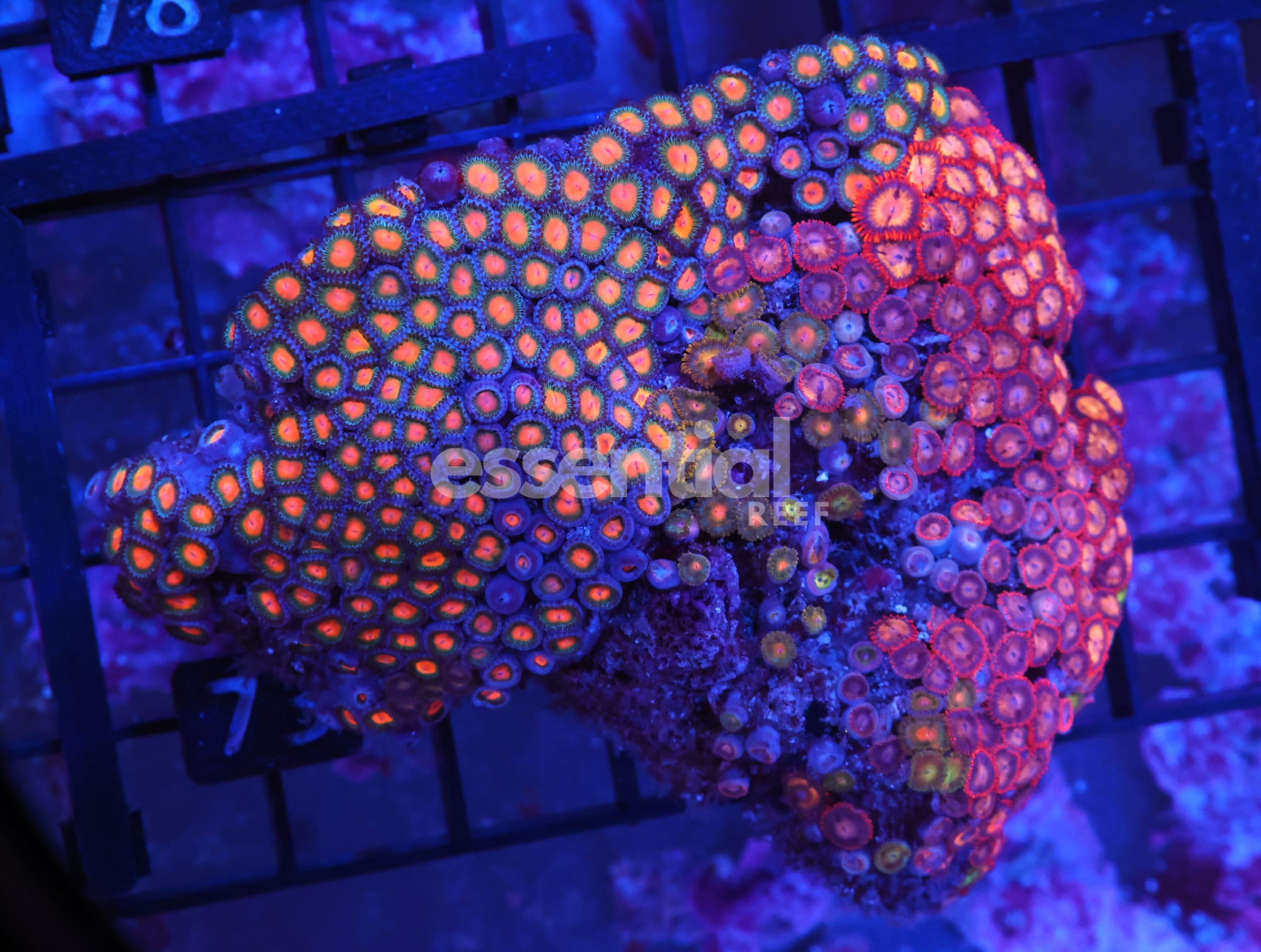 Watermarked - X73 - INDO COMBO ZOA ROCK
