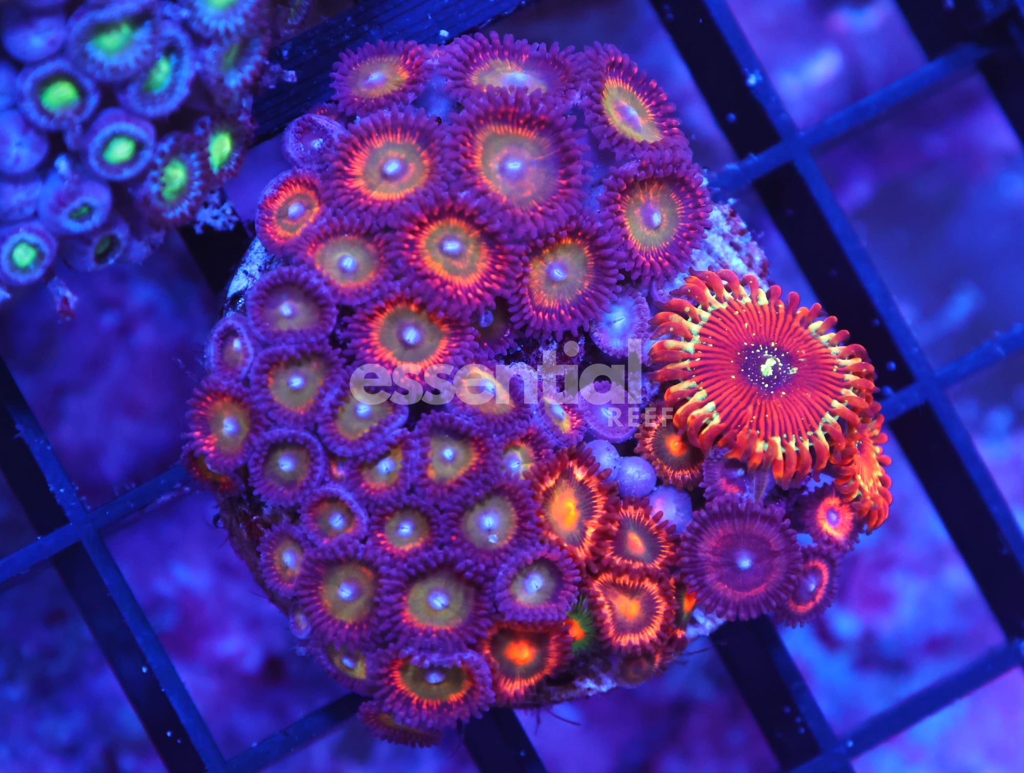 Watermarked - X74 - INDO RED CANDY APPLE ZOA