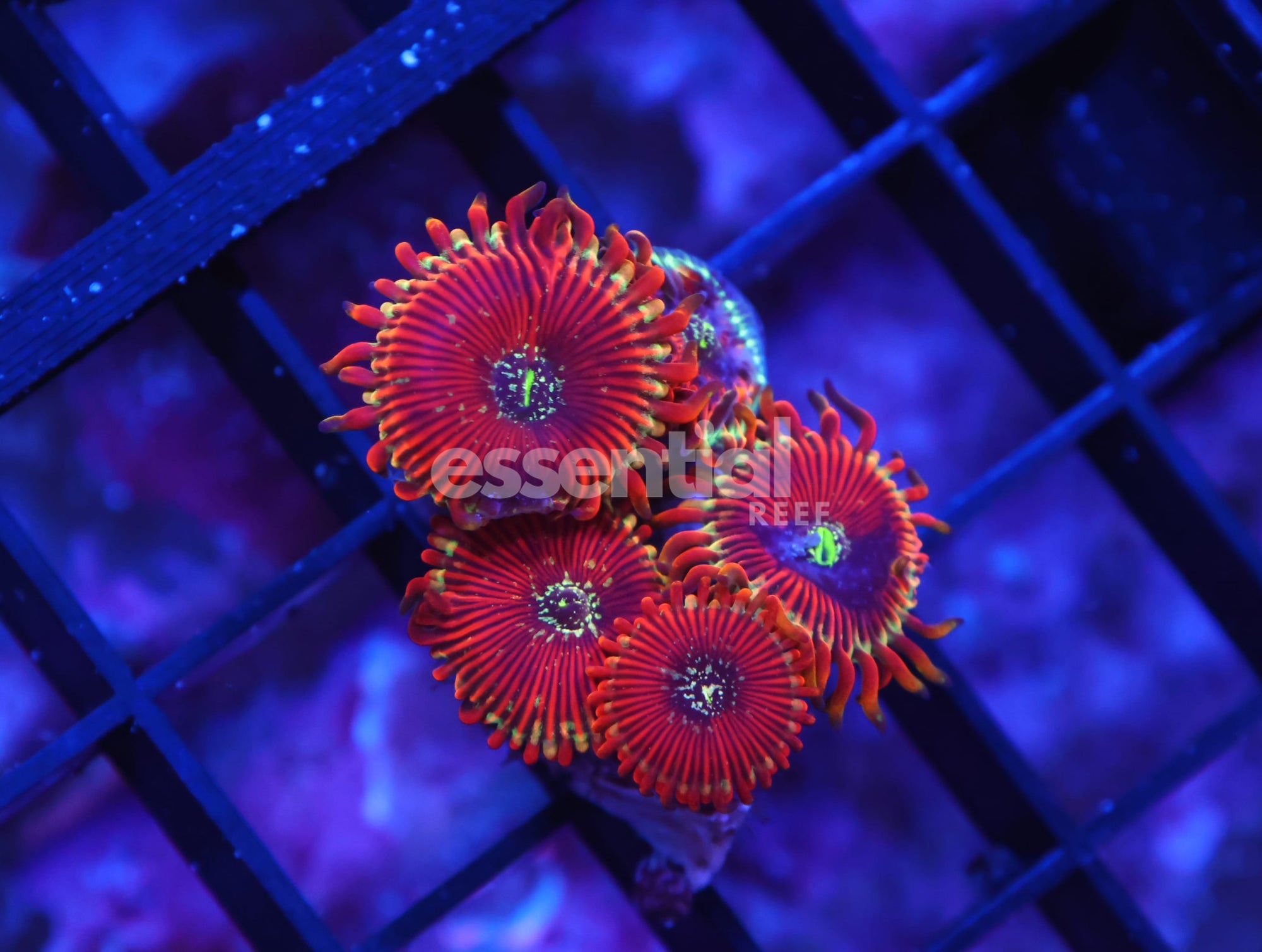 Watermarked - X75 - INDO RED MAGICIAN ZOA