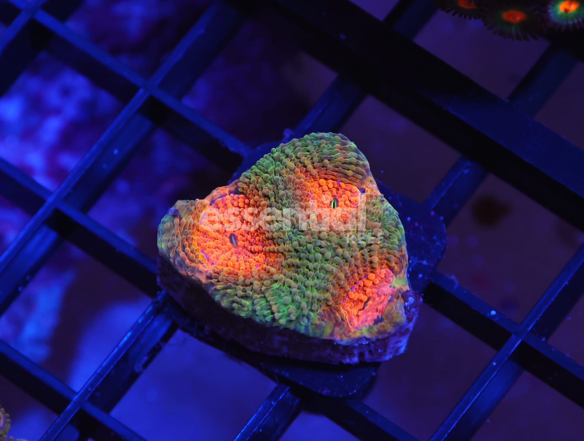 Watermarked - X76 - ORANGE EYE ACAN ECHINATA CULTURED