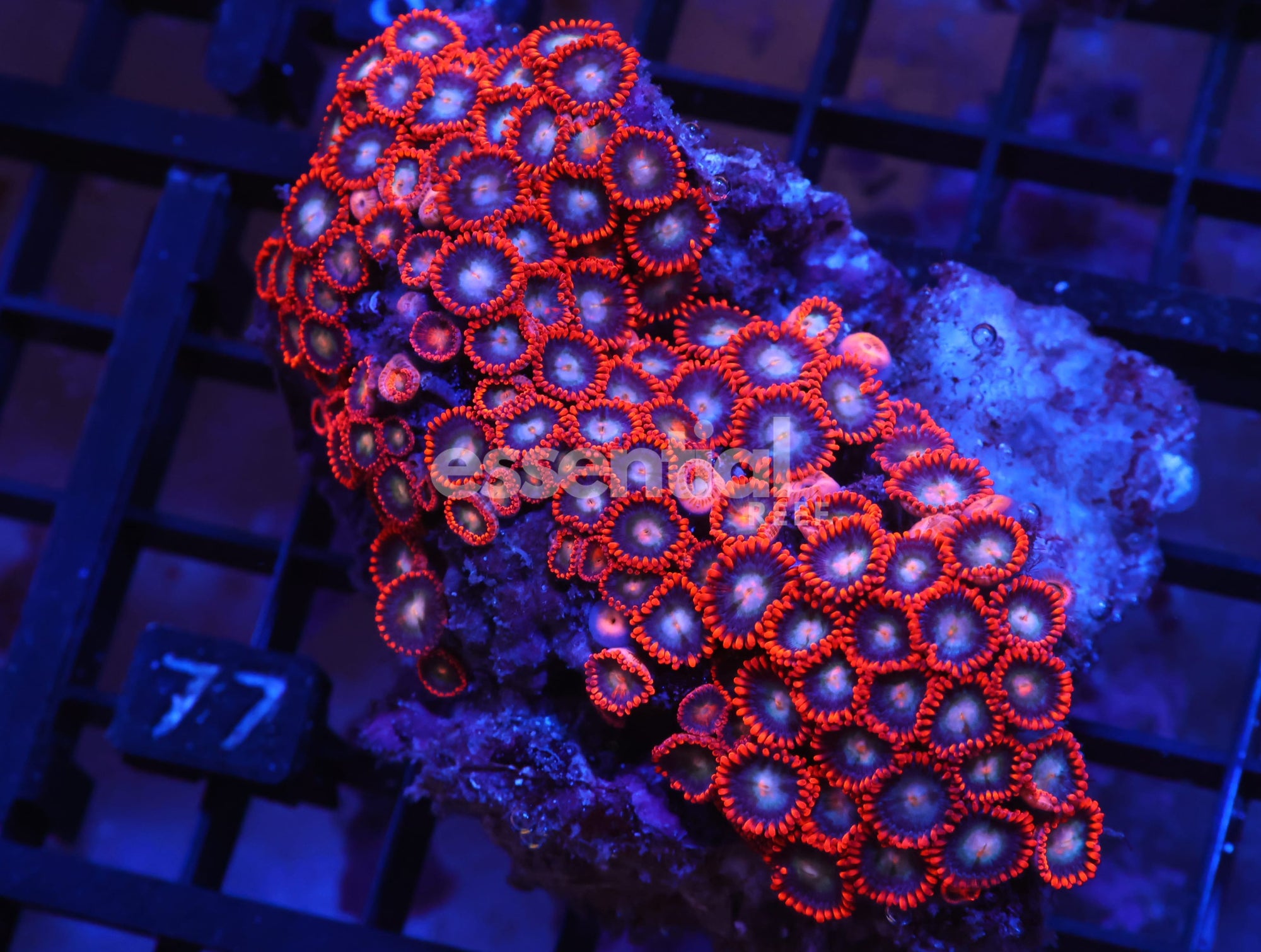 Watermarked - X77 - INDO RED SKIRT ZOA
