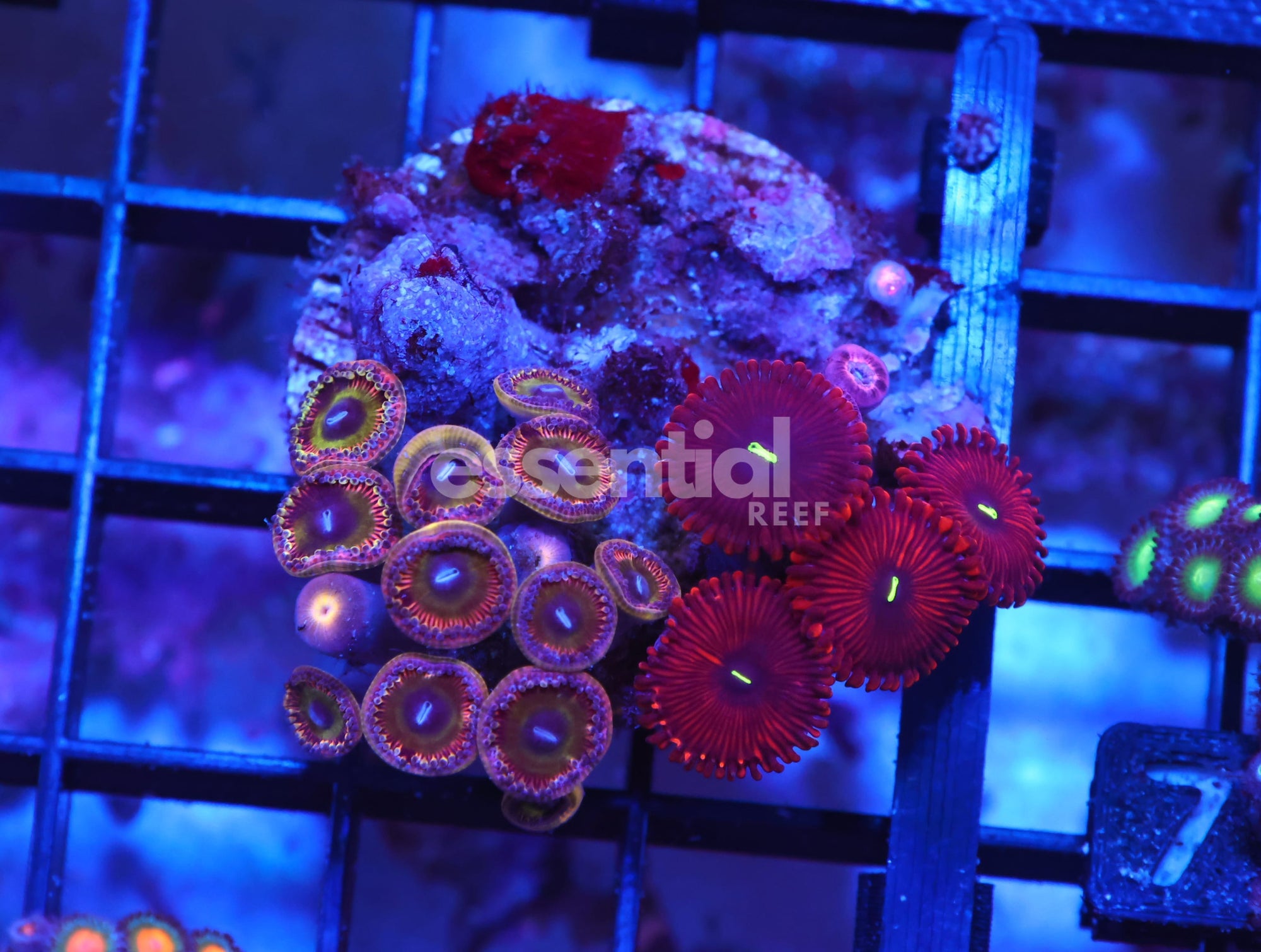 Watermarked - X78 - INDO ULTRA COMBO ZOA CULTURED