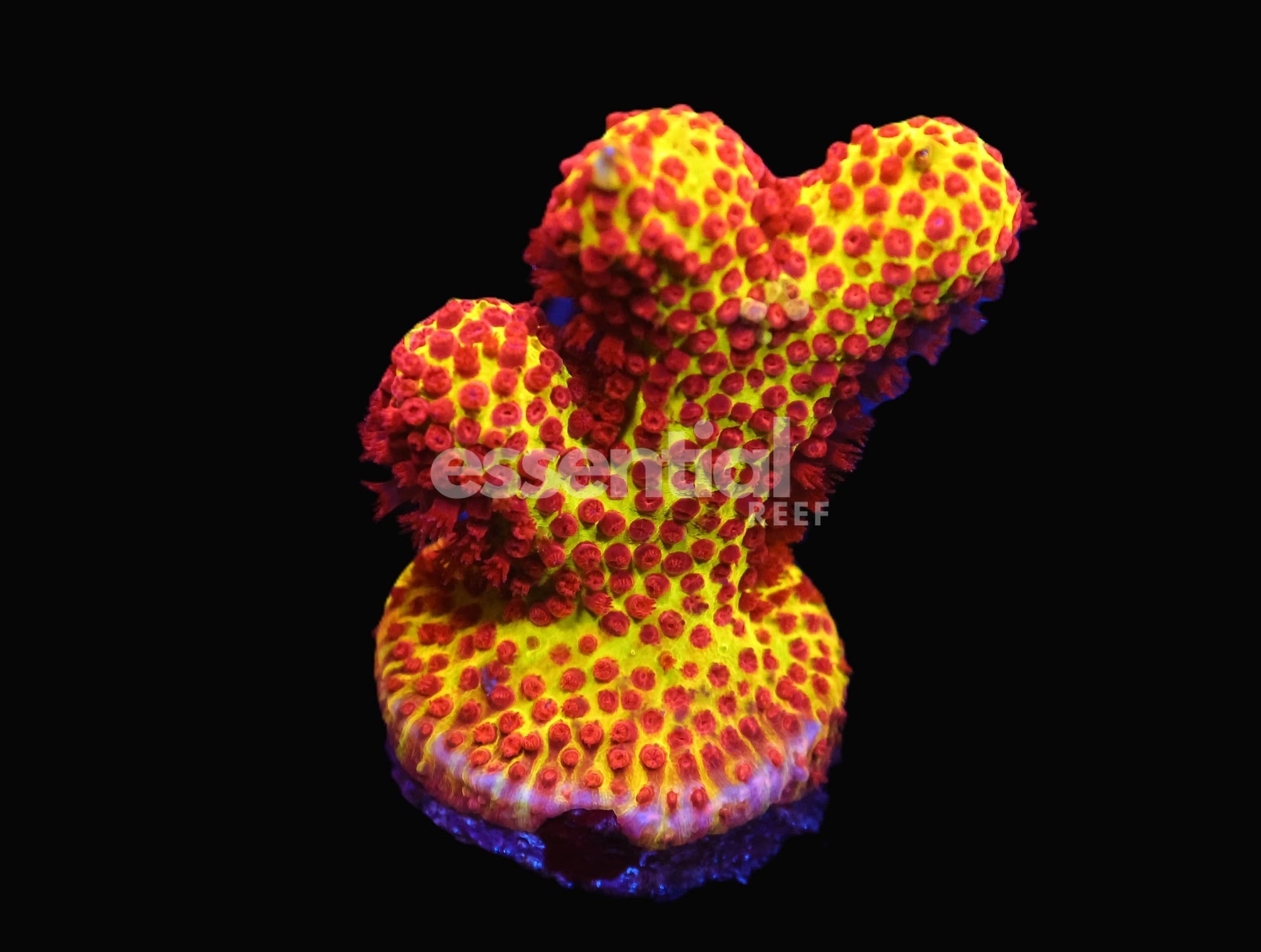 Watermarked - C227 - SDC BURNING BANANA STYLO ON ARTIFICIAL ANTLER