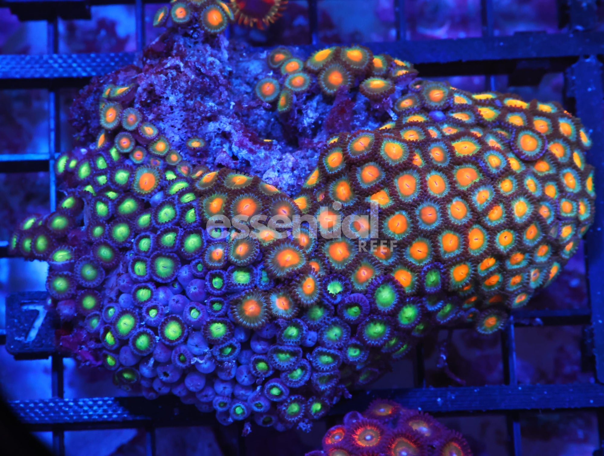 Watermarked - X79 - INDO COMBO ZOA ROCK