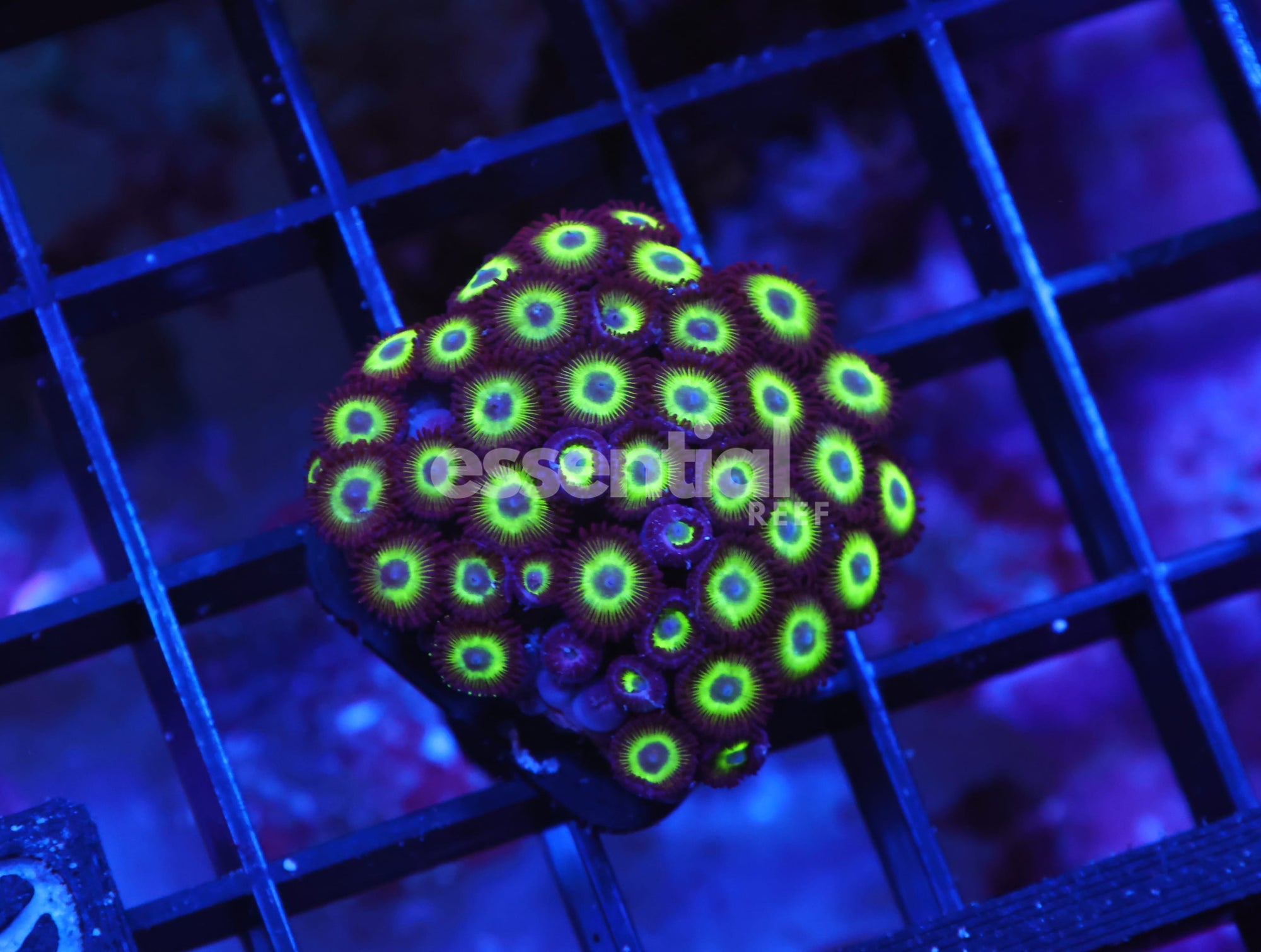 Watermarked - X80 - INDO GREEN BLUE EYE ZOA