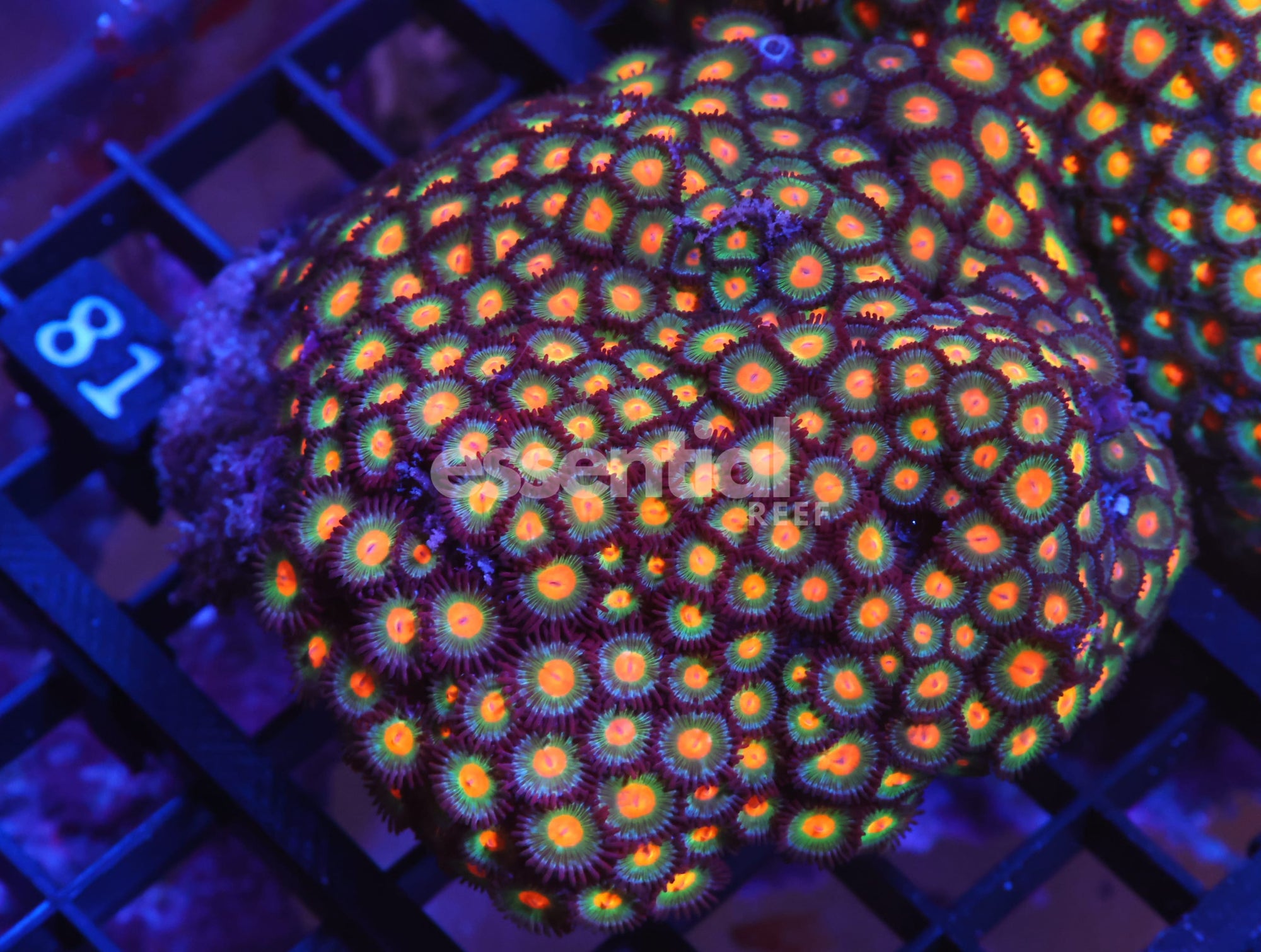 Watermarked - X81 - INDO ORANGE EYE ZOA