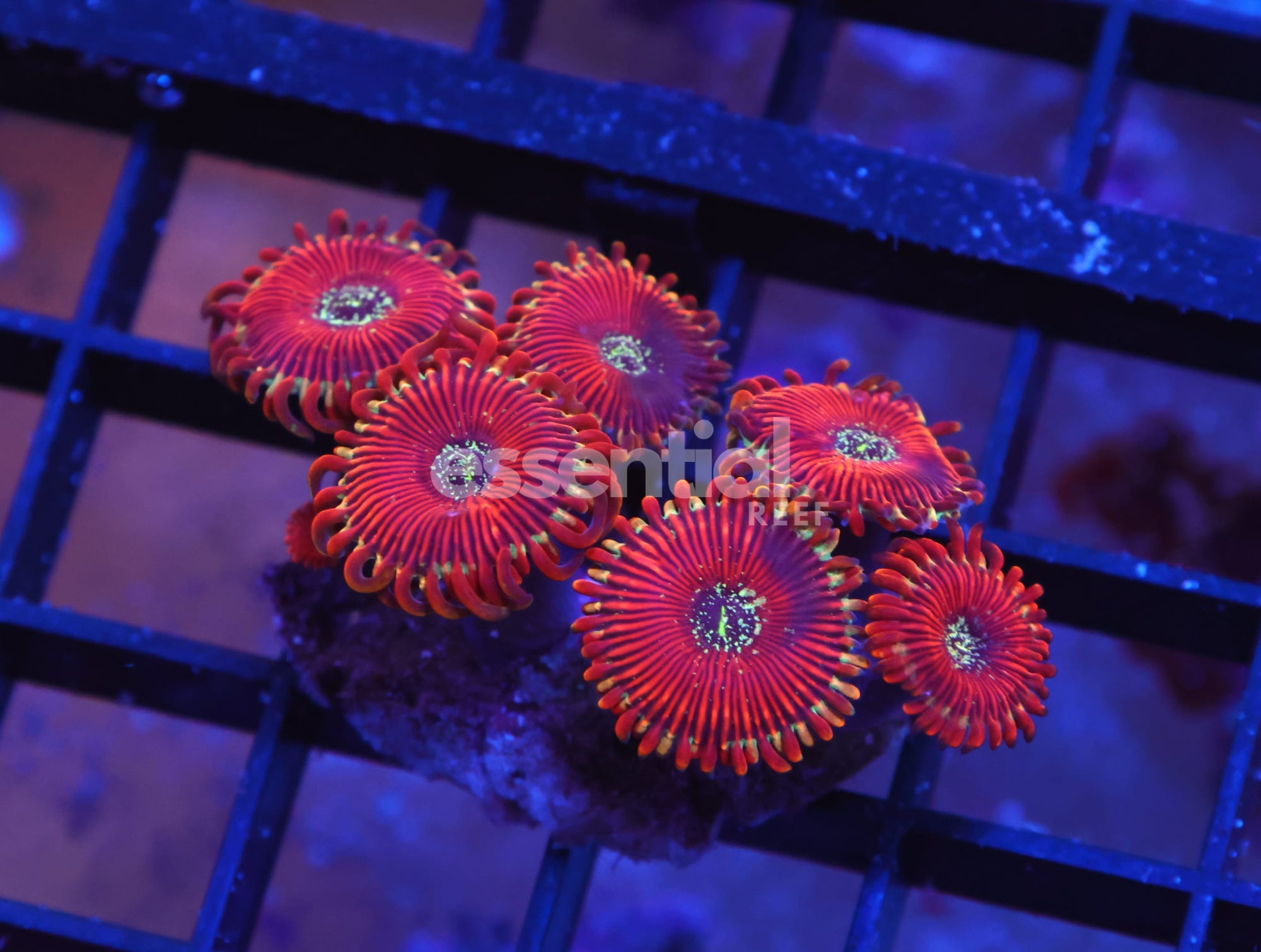 Watermarked - X82 - INDO RED MAGICIAN ZOA