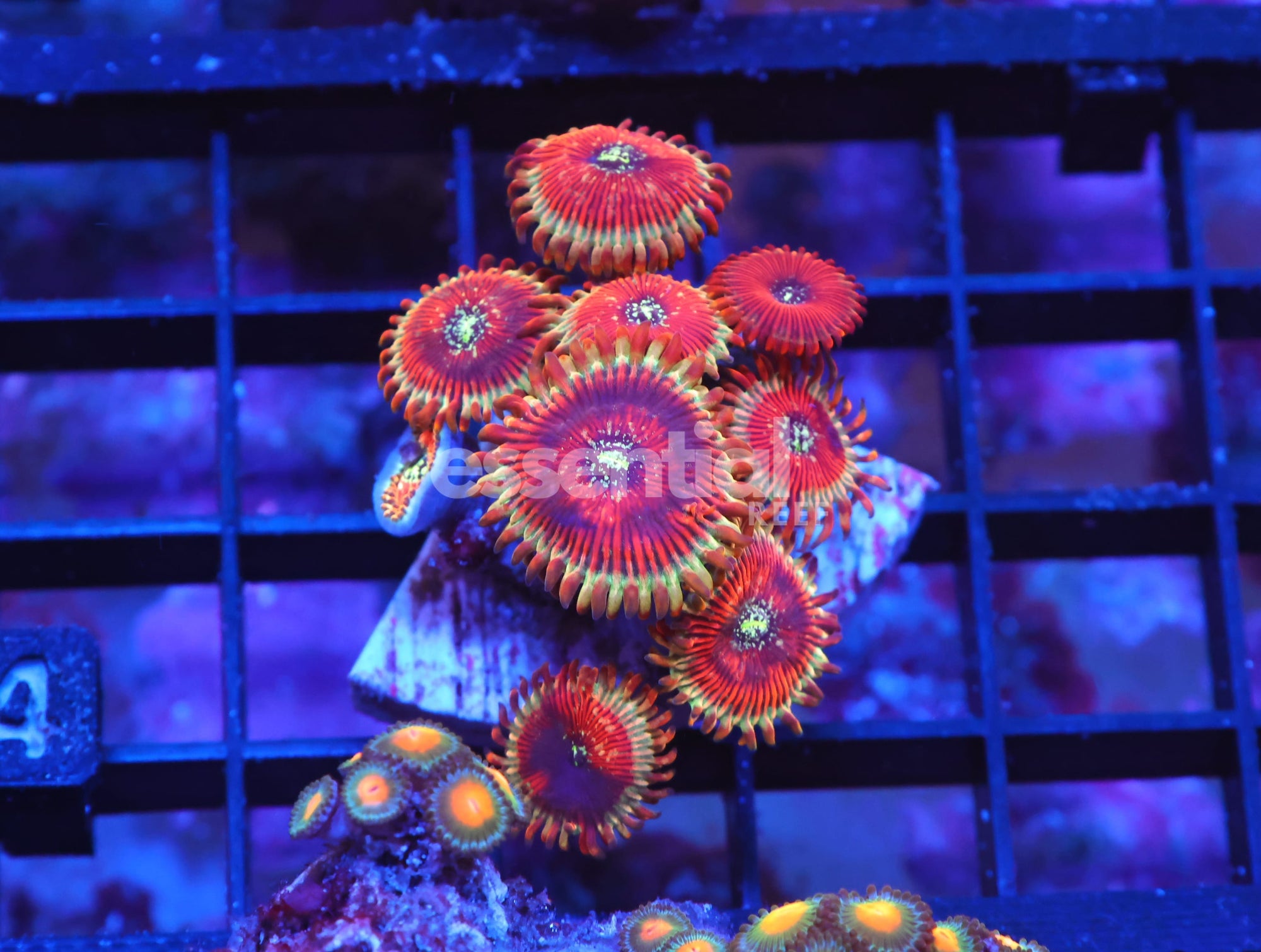 Watermarked - X84 - INDO RED MAGICIAN ZOA