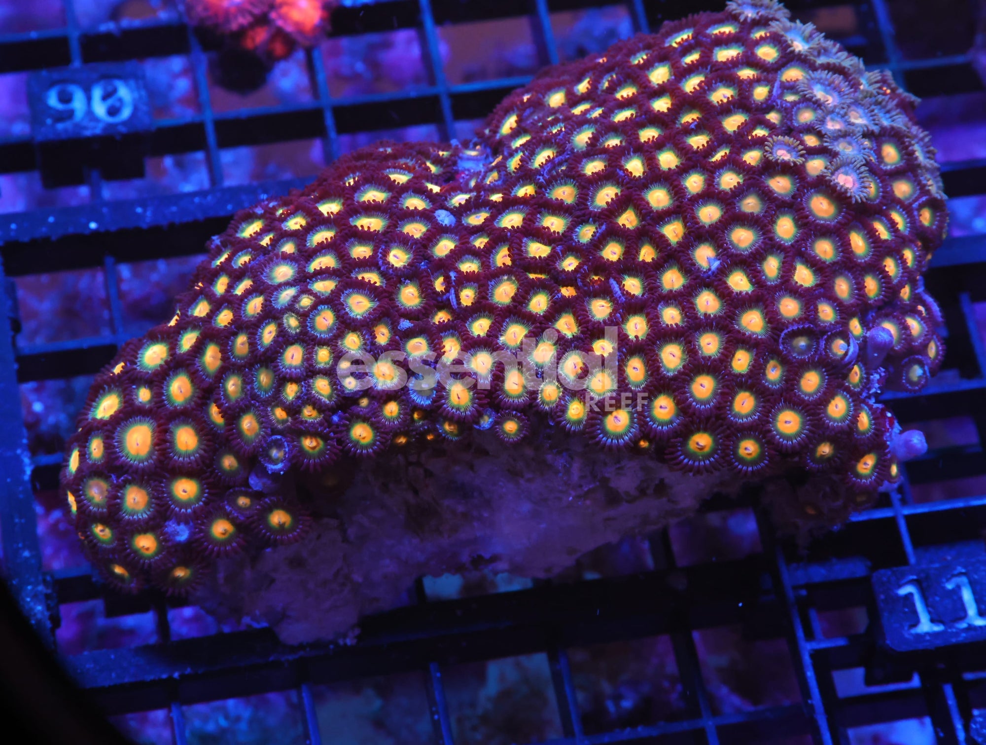 Watermarked - X85 - INDO ORANGE EYE ZOA