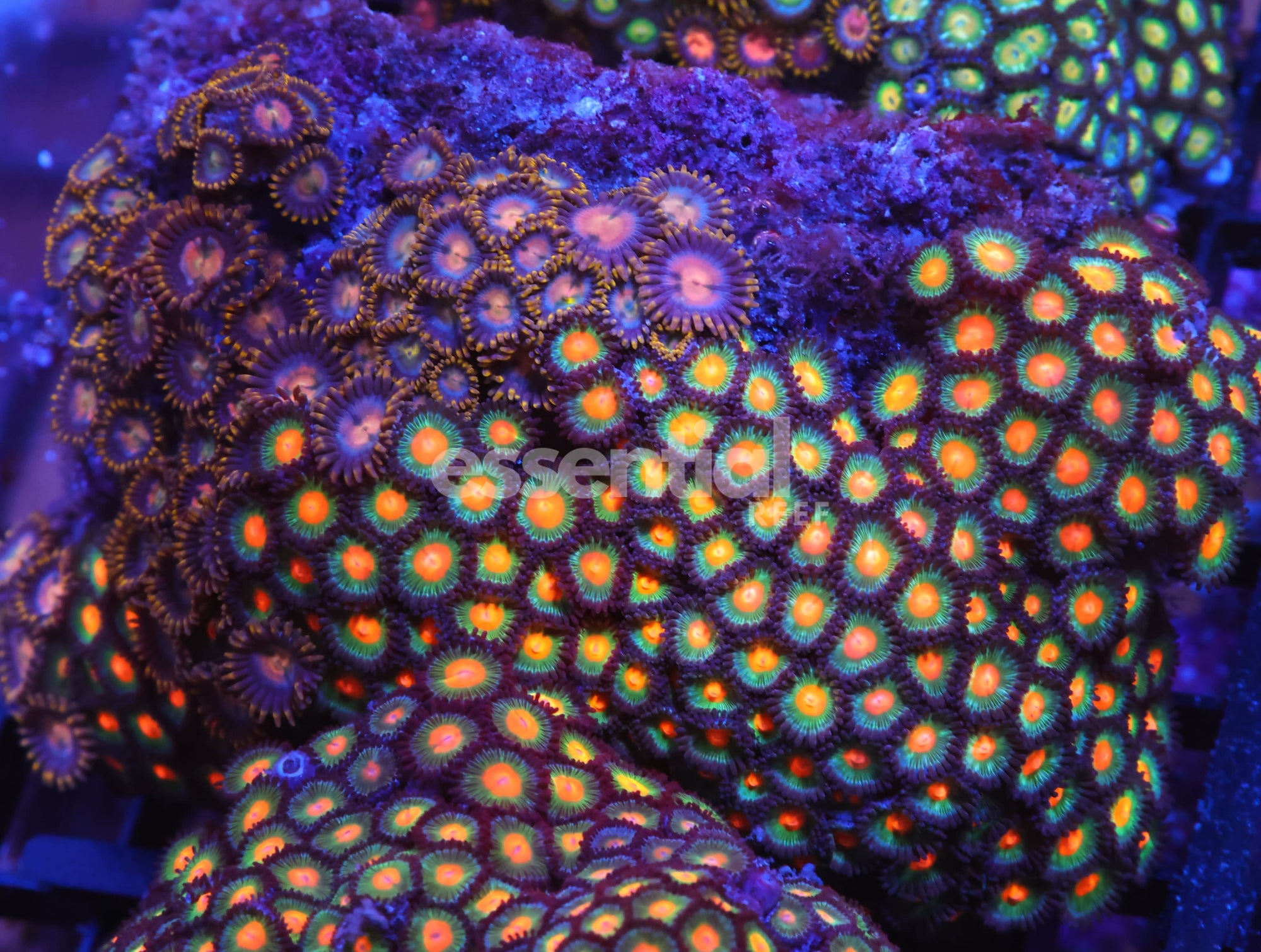 Watermarked - X86 - INDO COMBO ZOA ROCK
