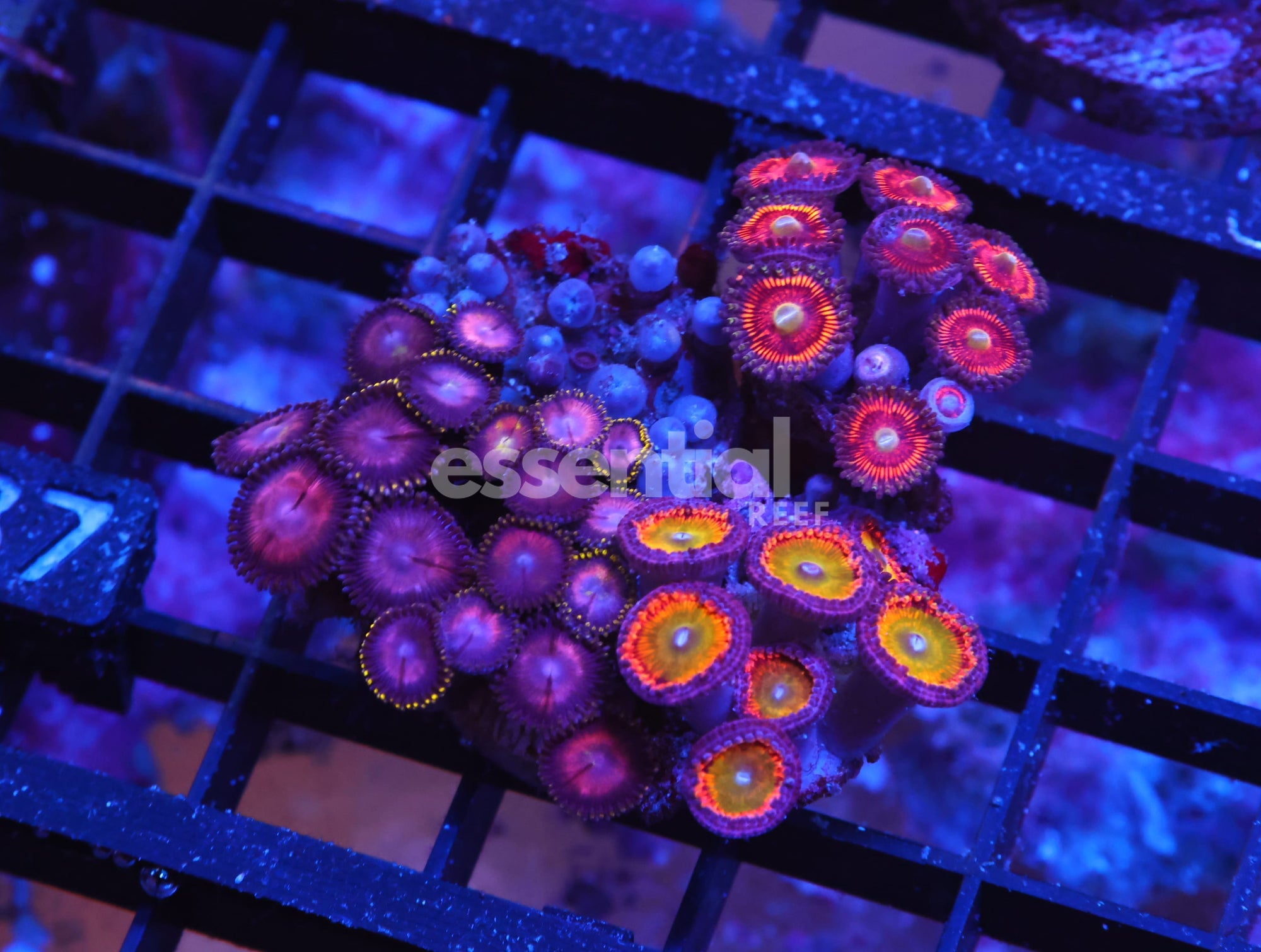 Watermarked - X87 - INDO ULTRA COMBO ZOA CULTURED