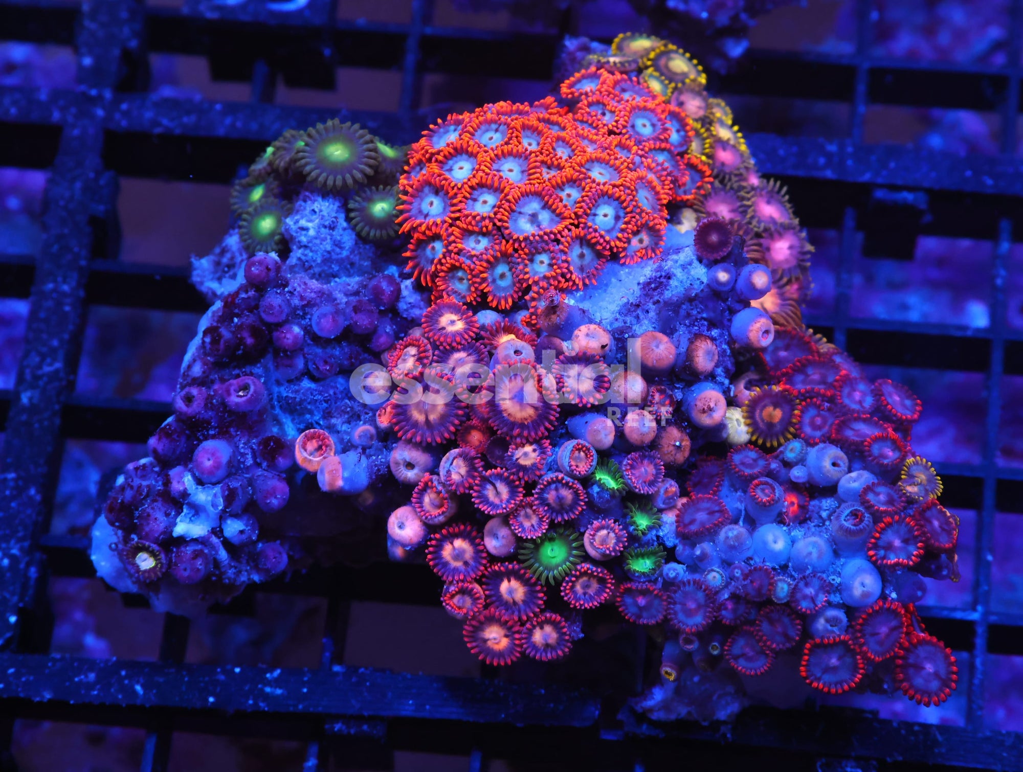 Watermarked - X88 - INDO COMBO ZOA ROCK