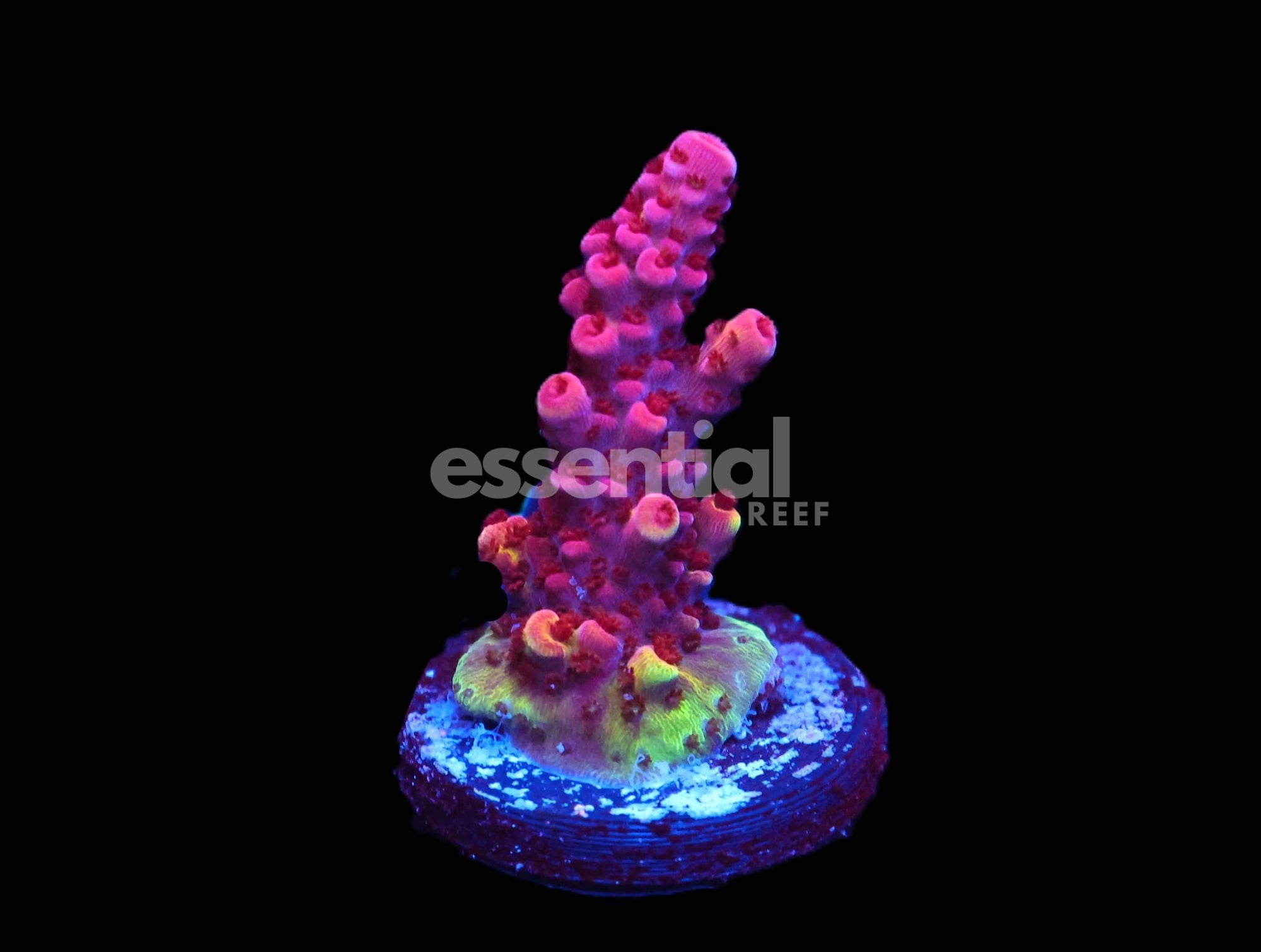 Watermarked - C229 - SDC RAINBOW ROMMELS ACRO